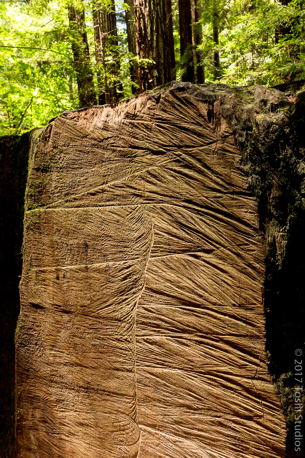  Cut wood at Purisma Creek.  Available as a print.  20160521 