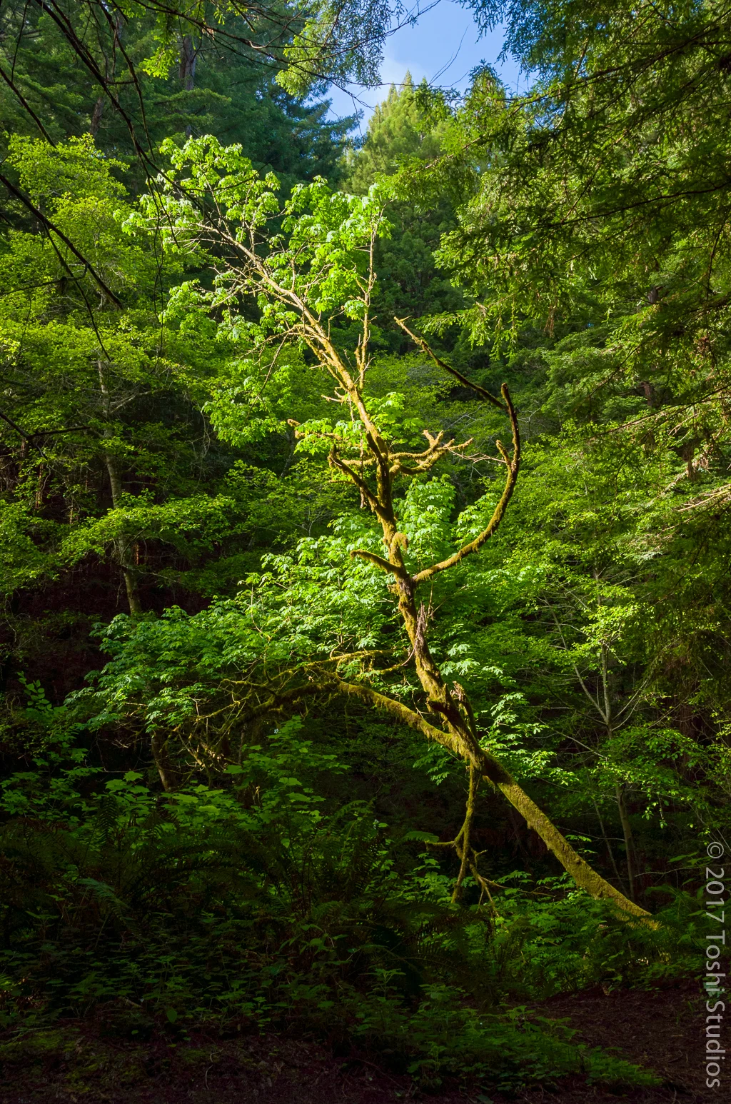  Tree at Purisma Creek.  Available as a print.  20160516 