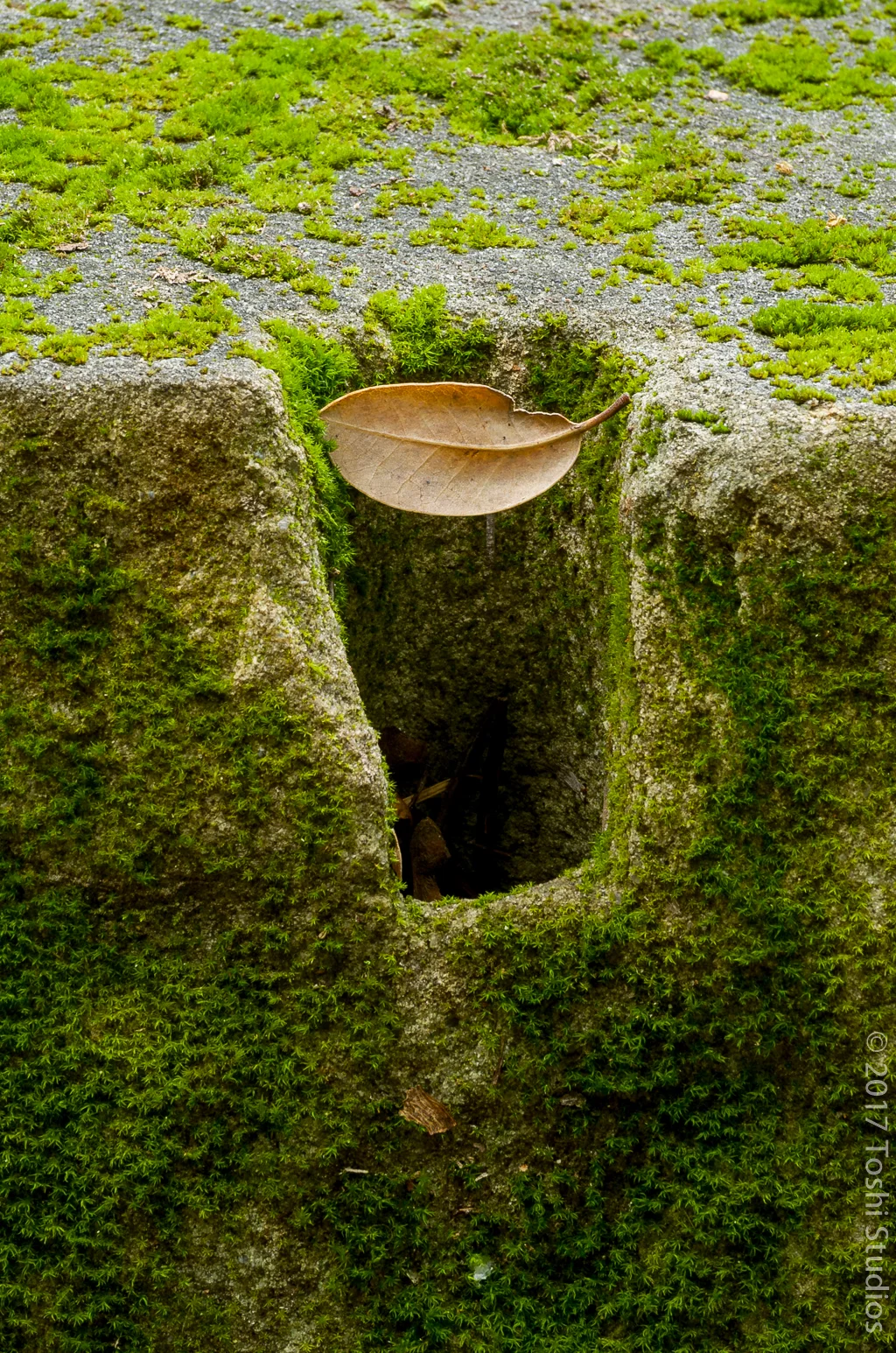  Leaf stuck in a rock at Uvas Canyon.  Available as a print.  20160508 