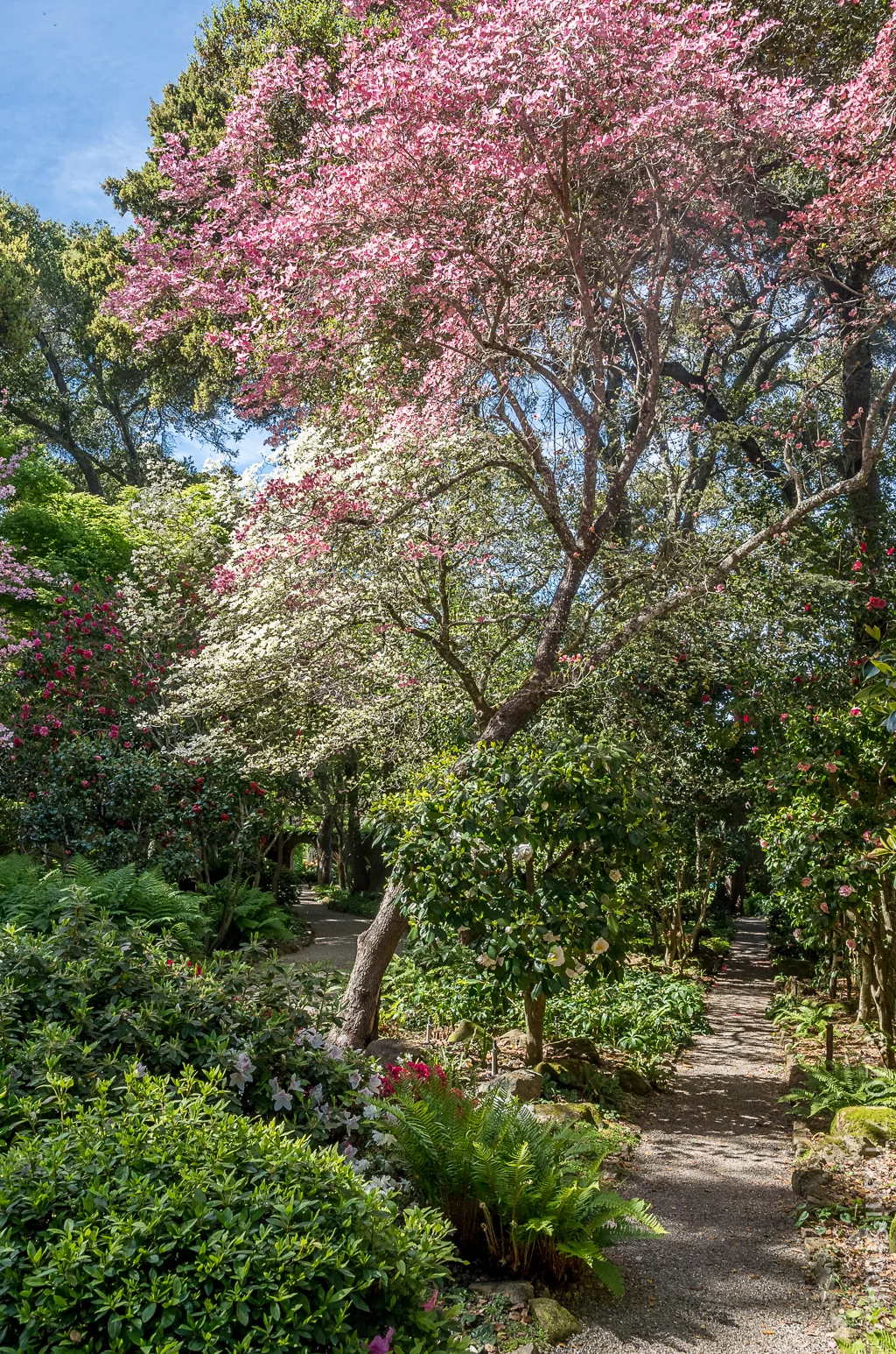  Dogwood trees at Filoli.  Available as a print.  20160403 