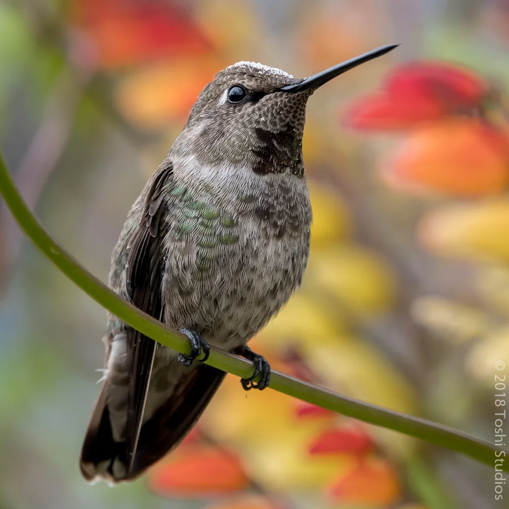 Anna's Hummingbird with Mina Lobata
