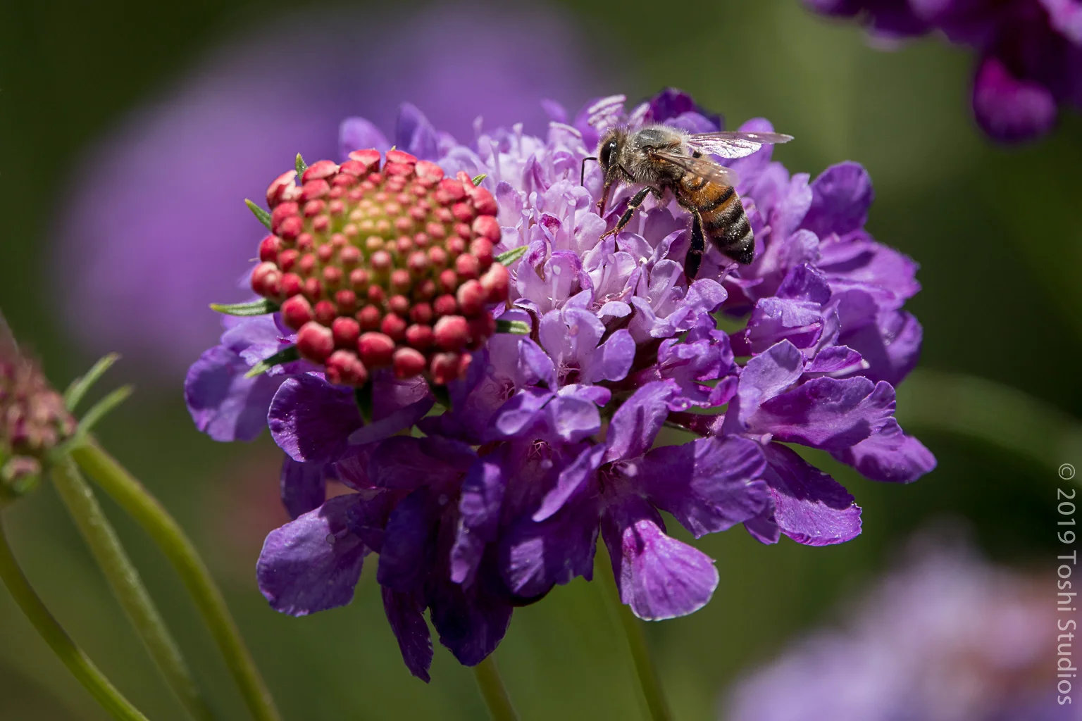  AVailable as a print  20190811/207 