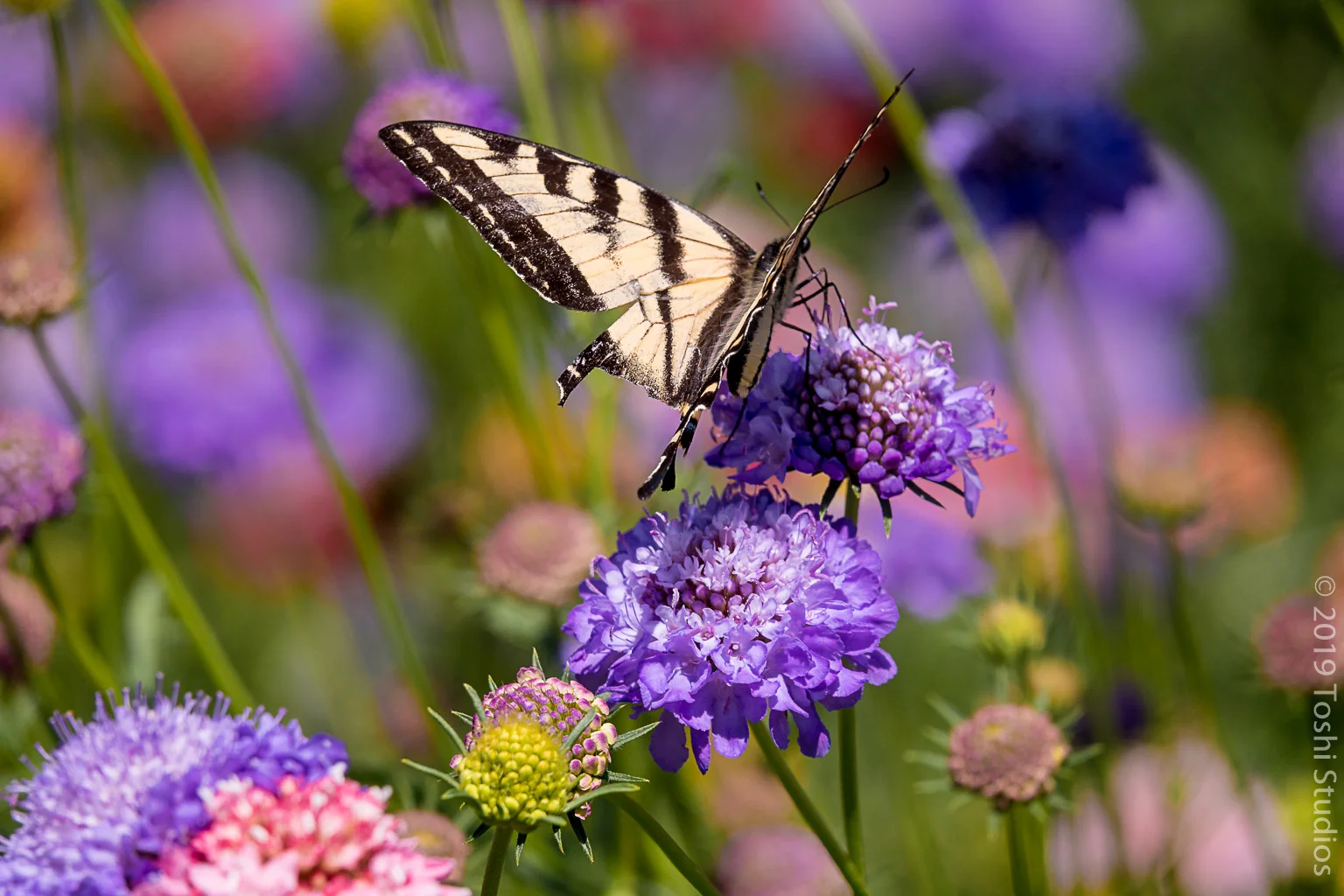  Available as a print  20190810/1747 