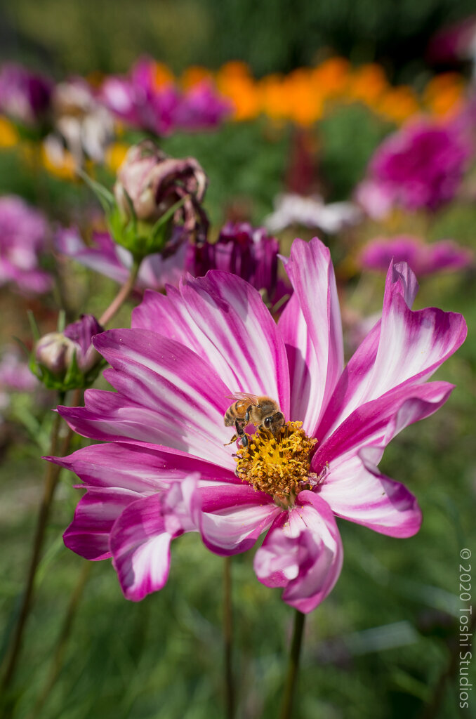 Bee in flower