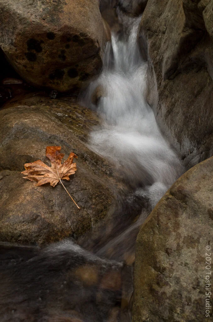 Leaf at Uvas Canyon