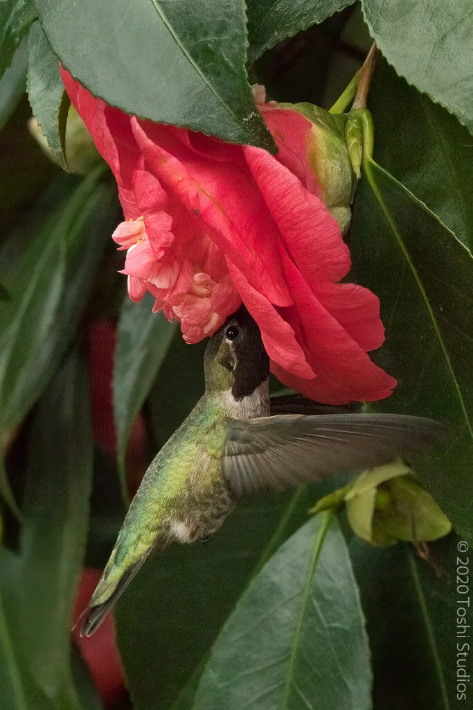  Available as a print.  20210208/856 