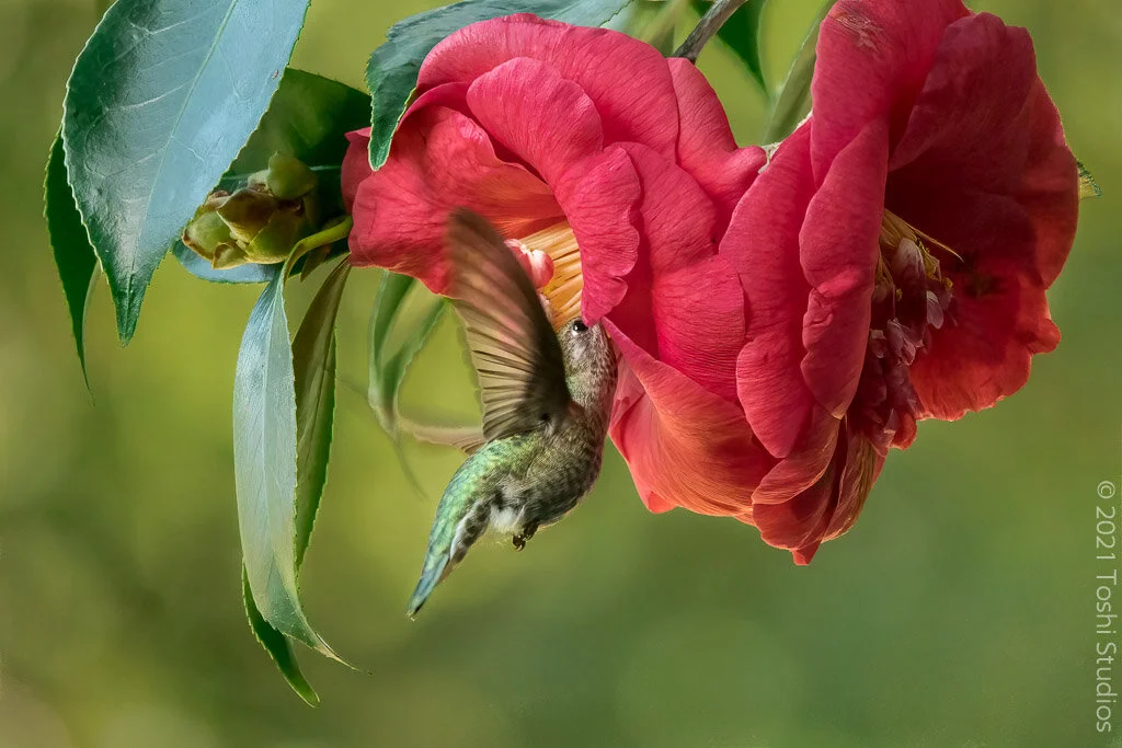Anna's Hummingbird with Camellia Japonica "Lady Clare"