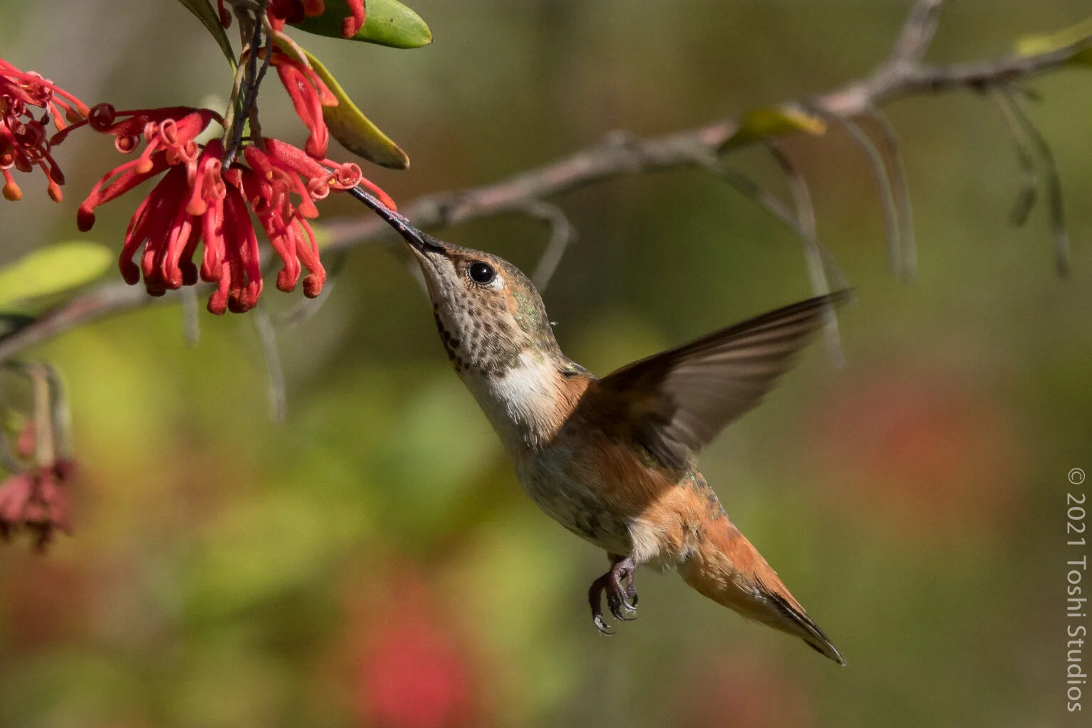 Rufous or Allen's Hummingbird