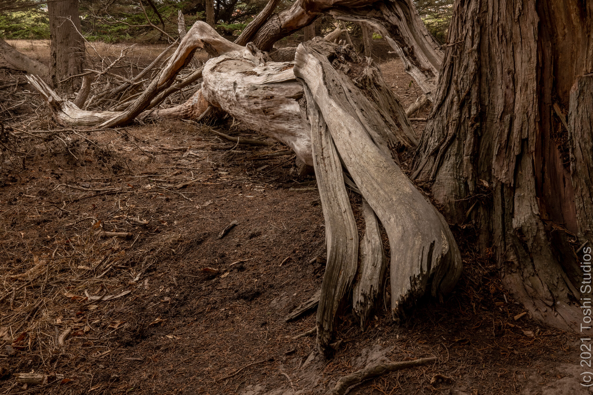  Pompeii  Available as a print.  20210814/121   
