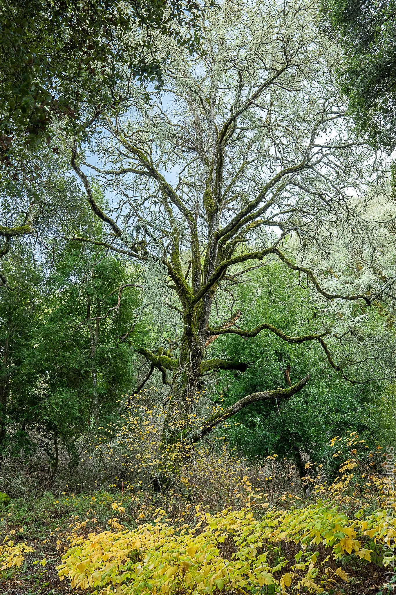 Coal Creek Open Space Preserve