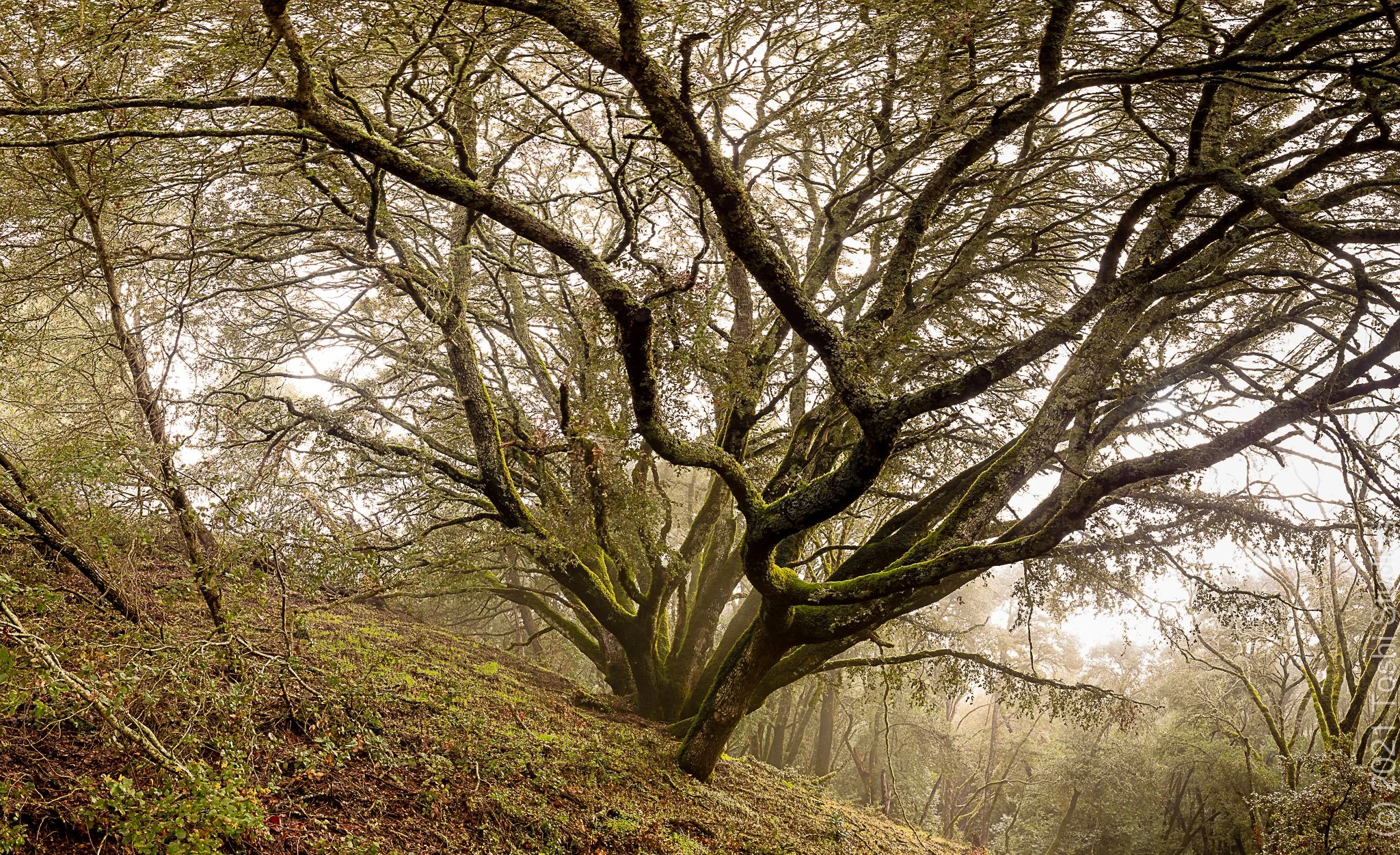 Tree at Los Trancos Open Space Preserve