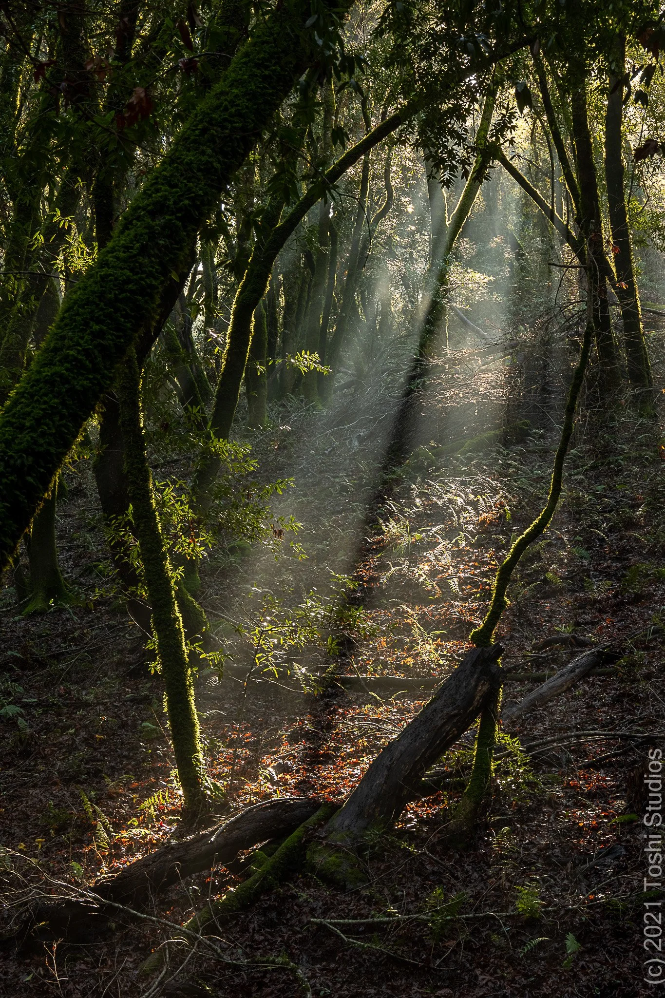 Light at Los Trancos Preserve