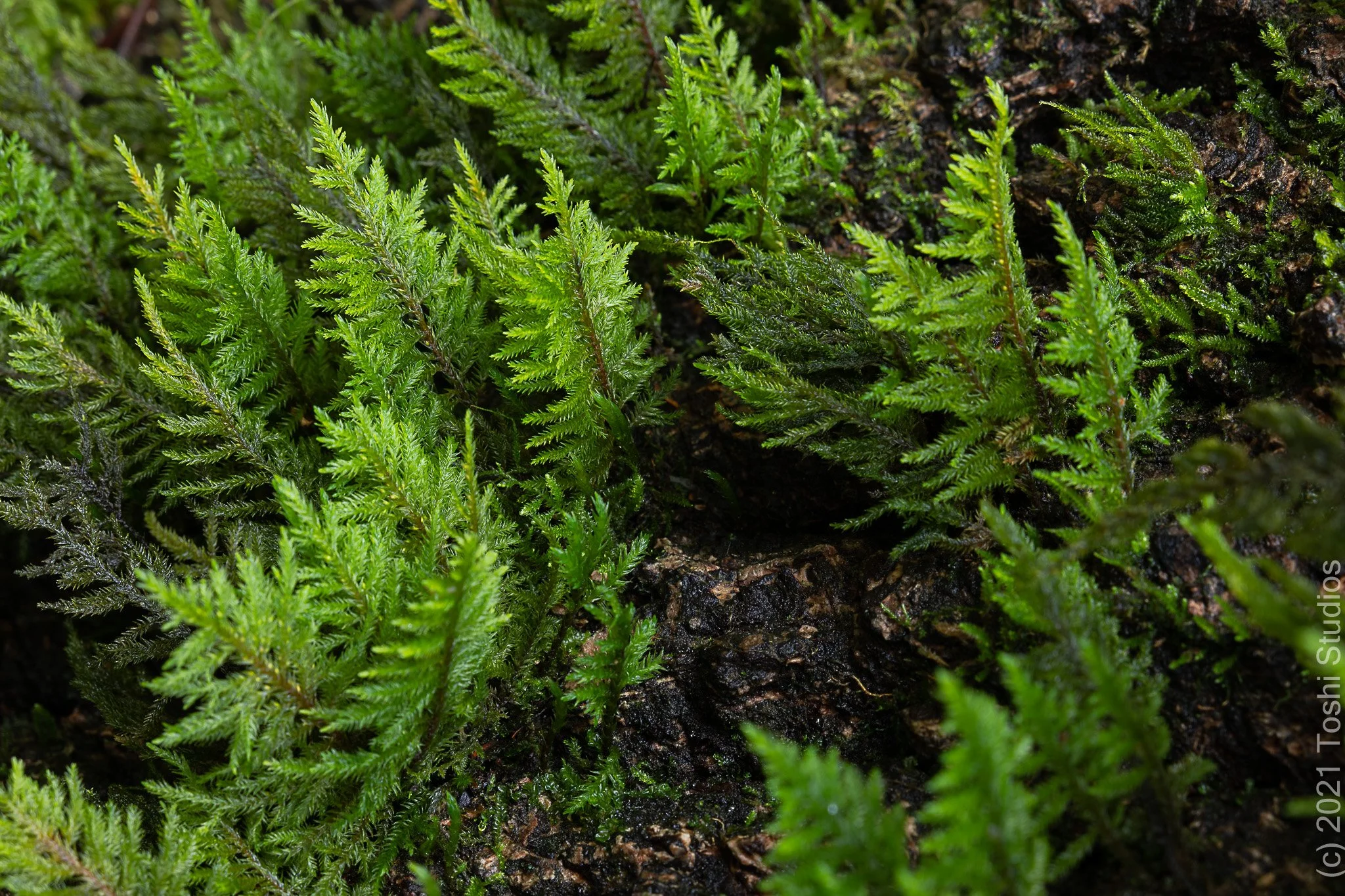 Mini forest (ferns)