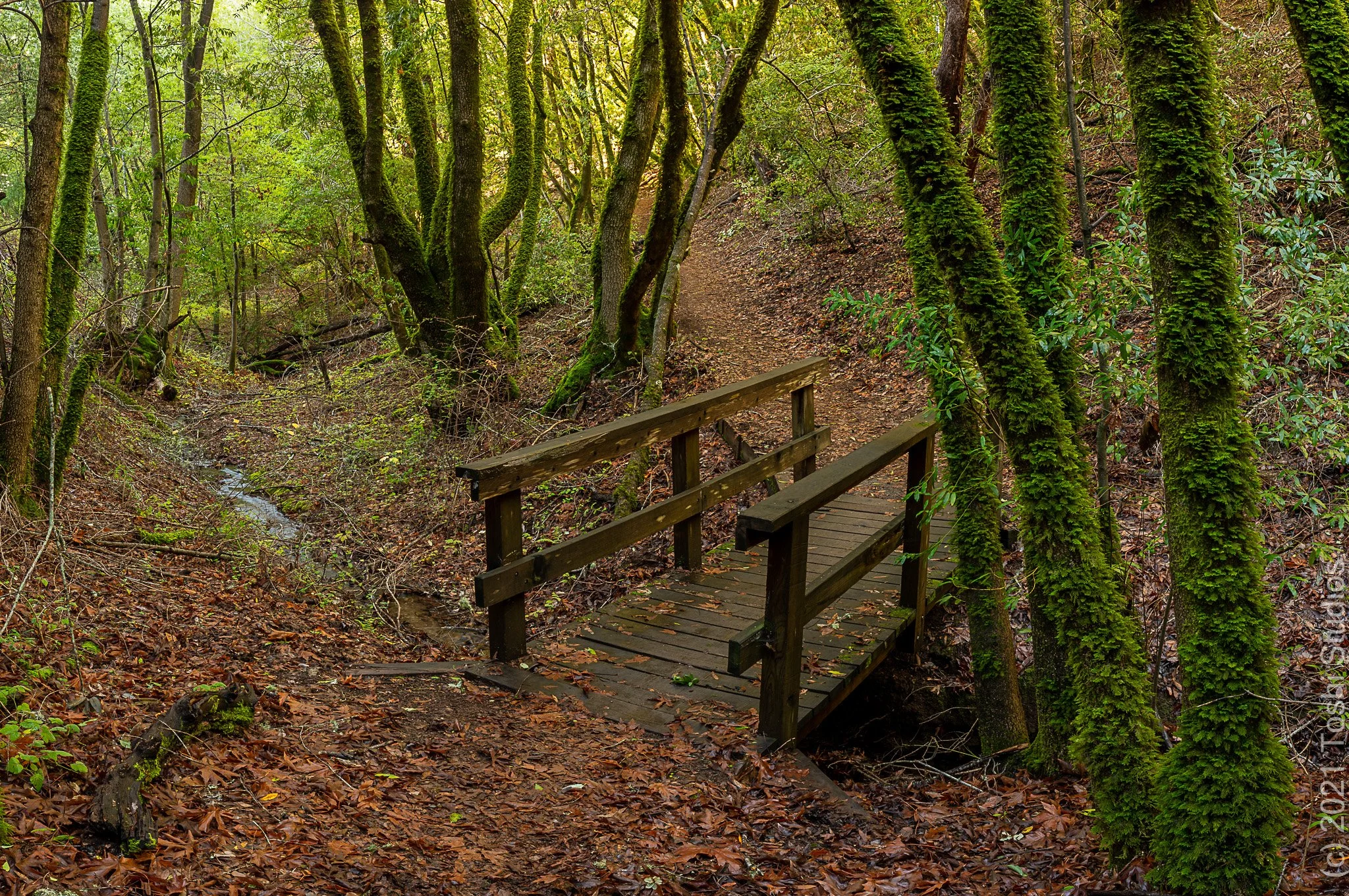 Bridge at Los Trancos Preserve