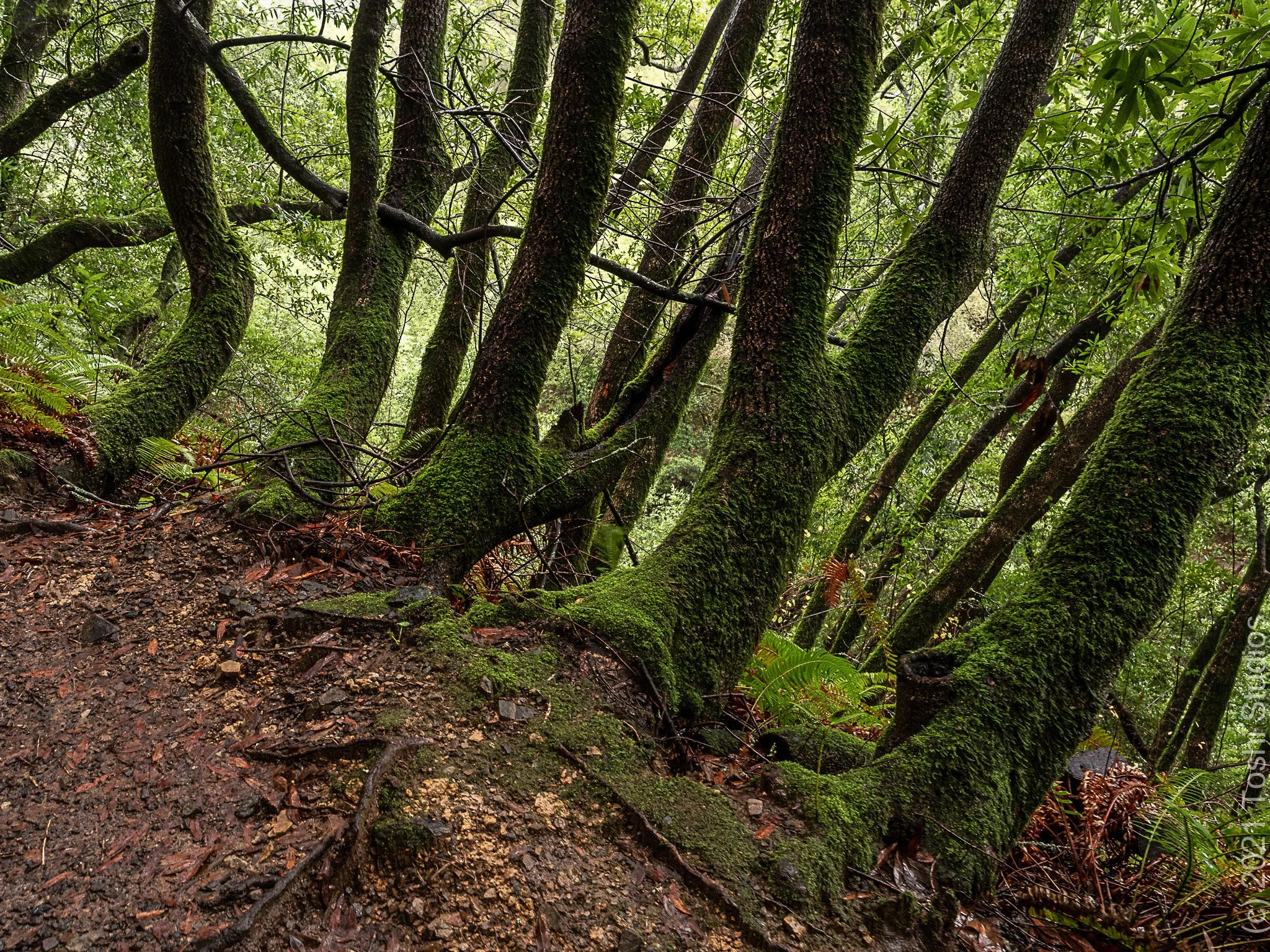 Huckleberry Botanic Reserve on a rainy day