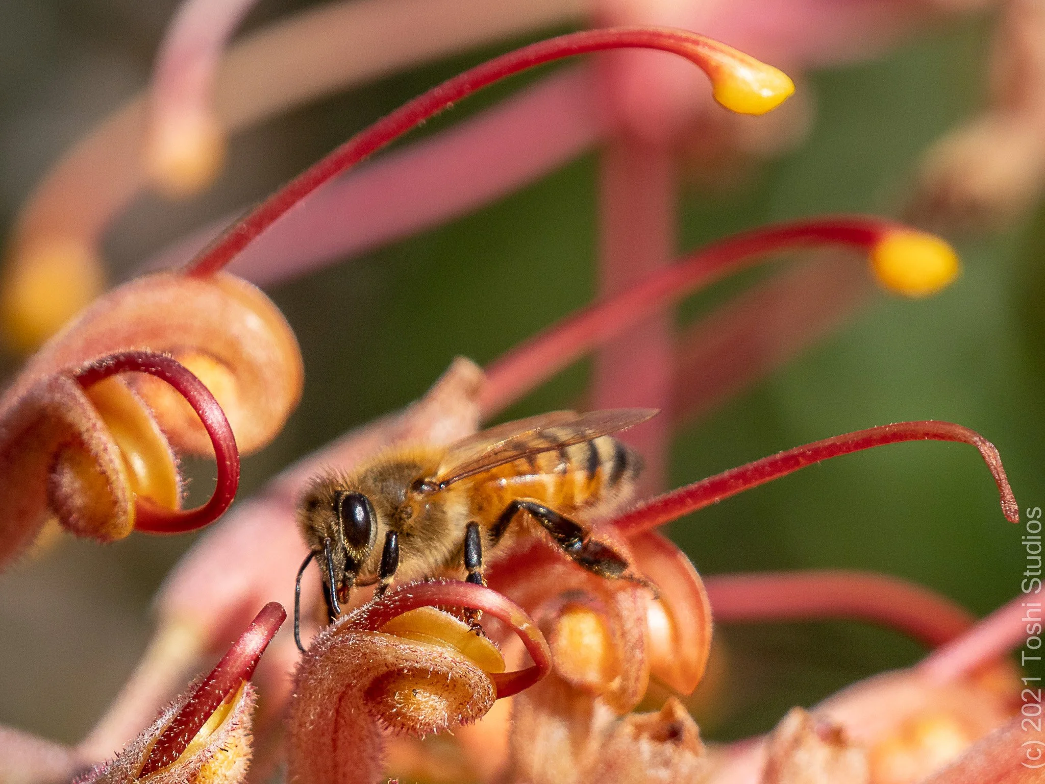  Available as a print  20220417/536 