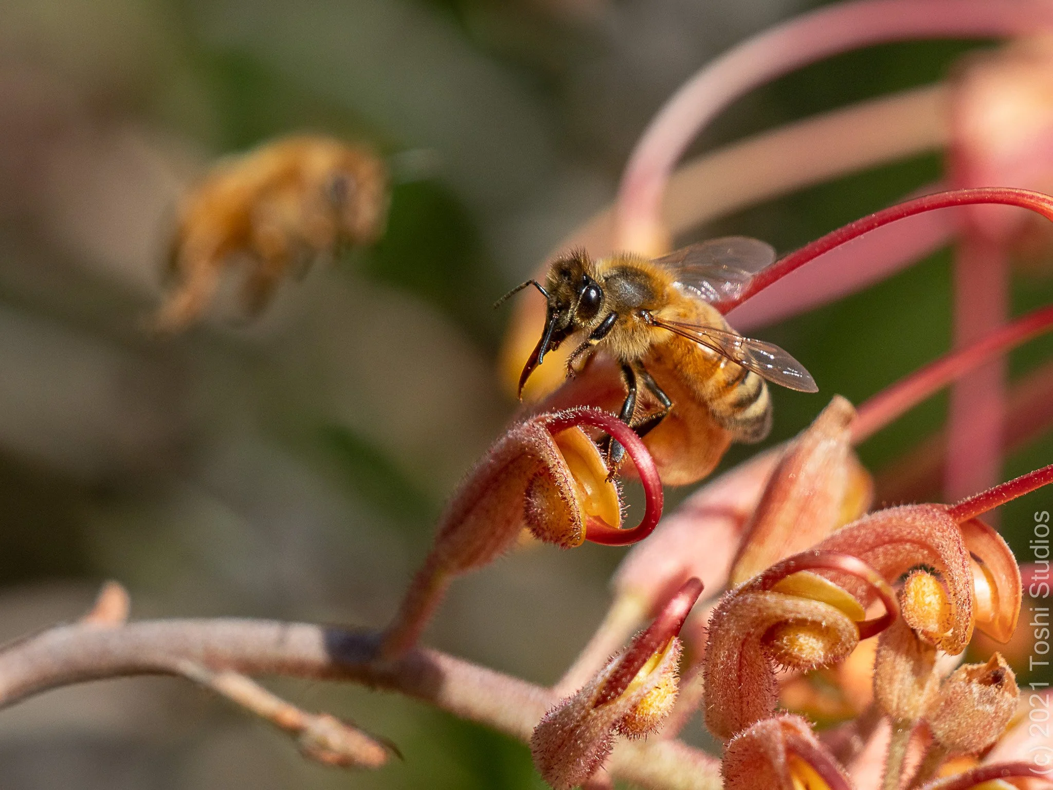  Available as a print  20220417/563 