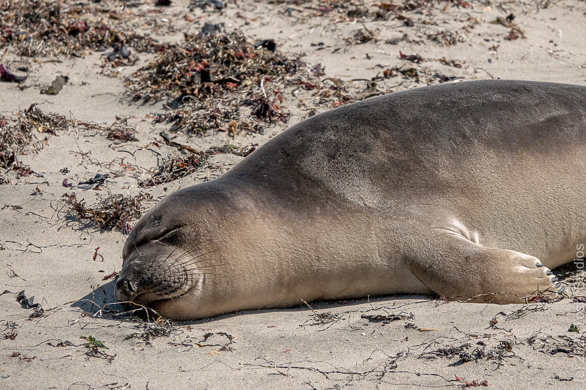  Available as a print  20220409/2526 