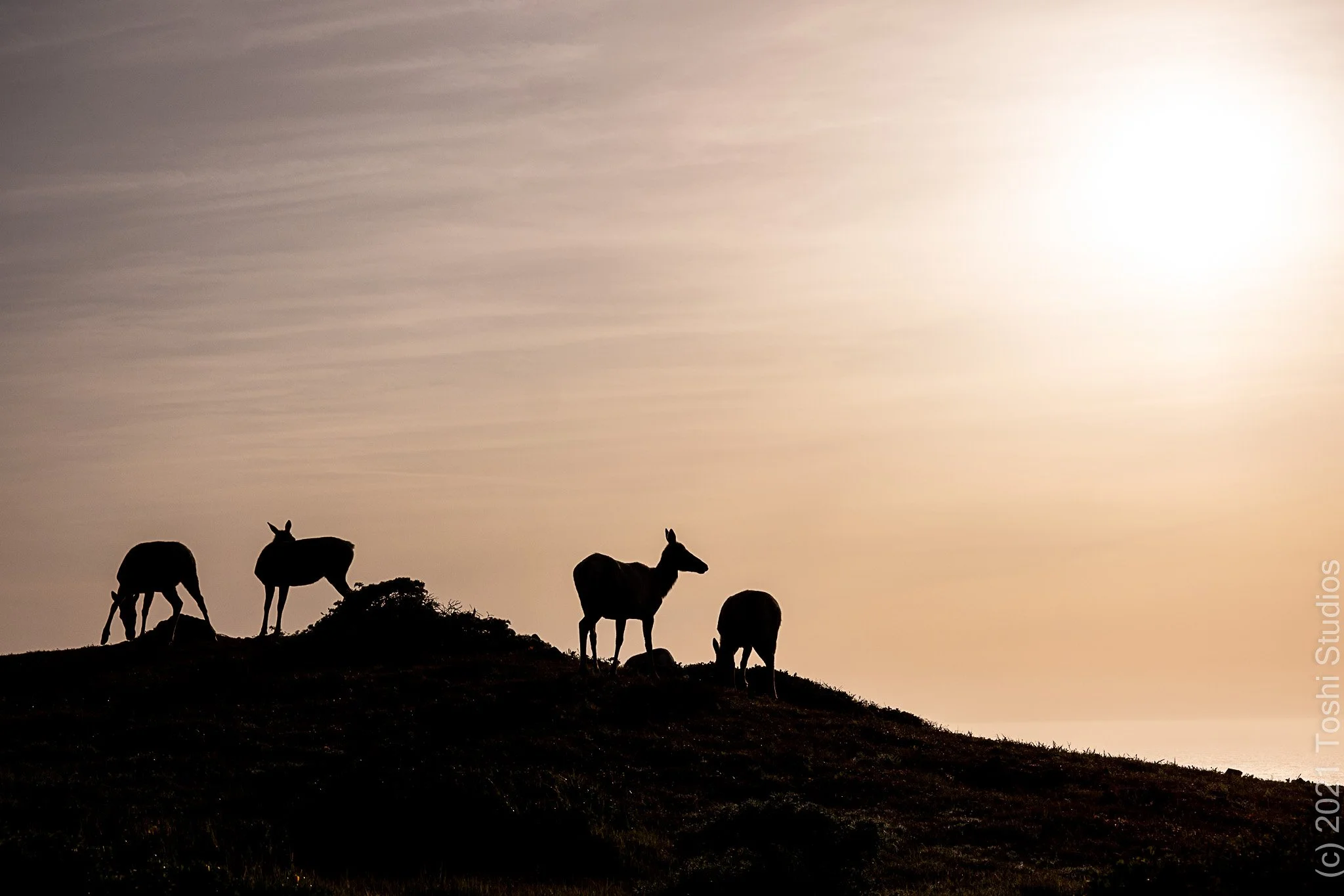  Available as a print  20220402/582 