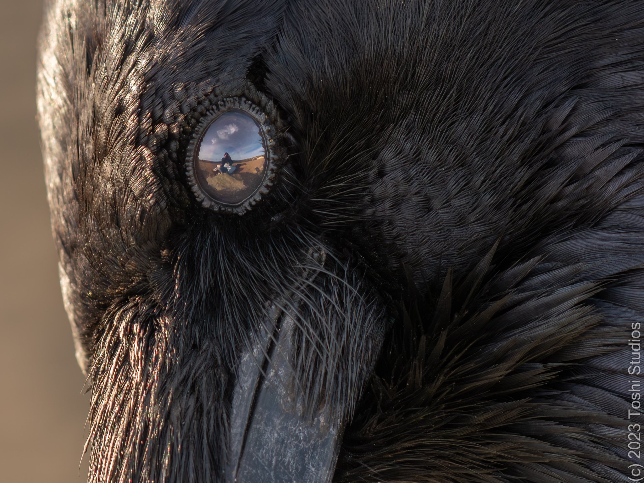 Self-portrait in a raven's eye