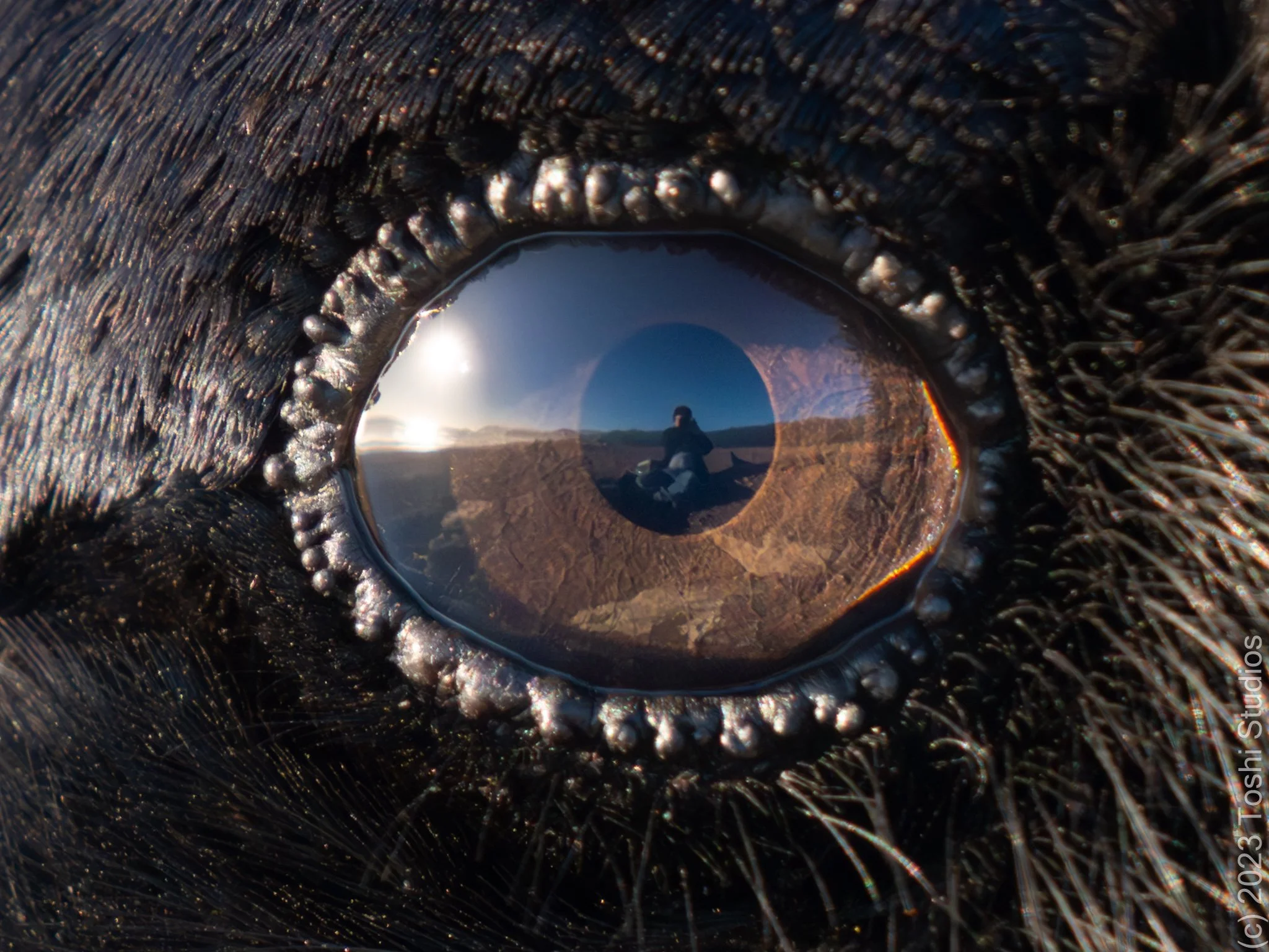 Self-portrait in a raven's eye