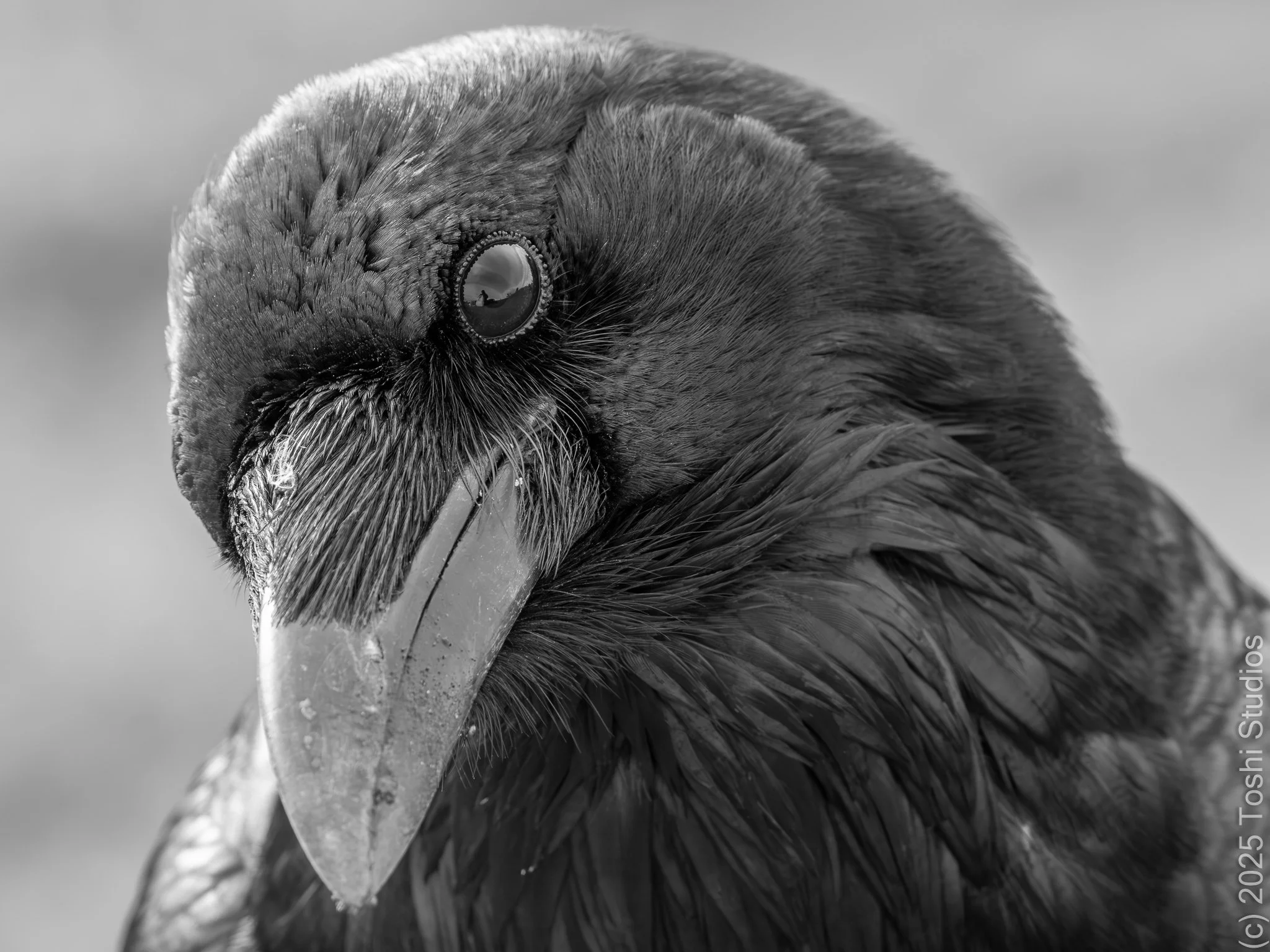  Available as a print  20250124/145 