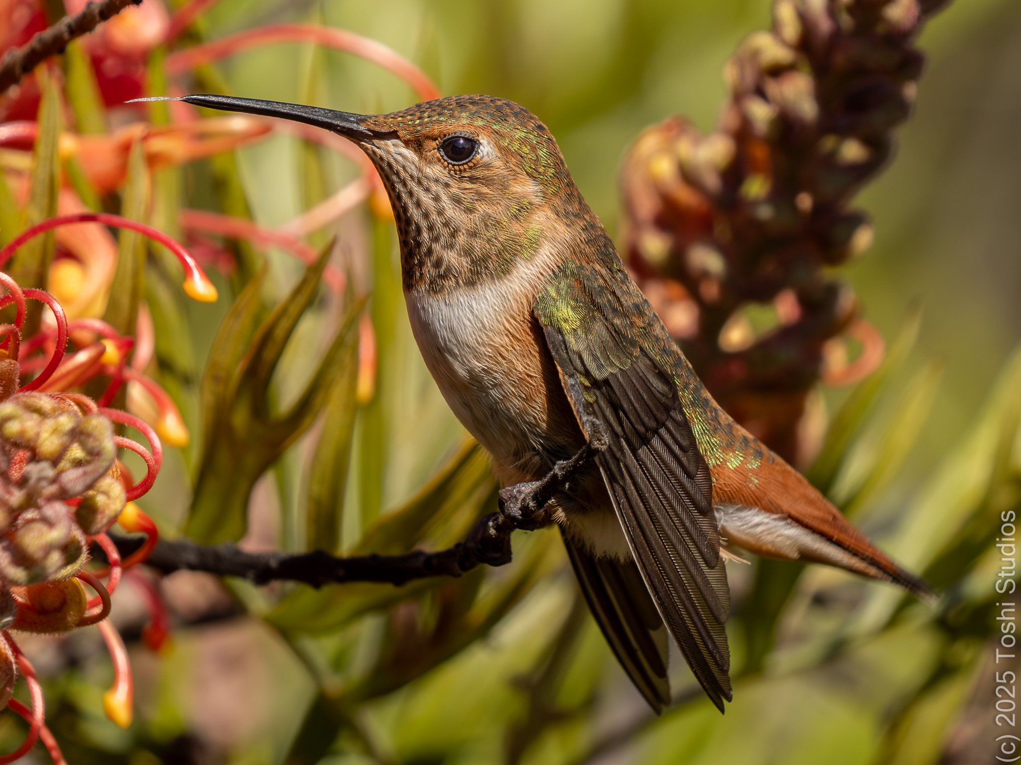 Allen’s Hummingbird 20230722-5155