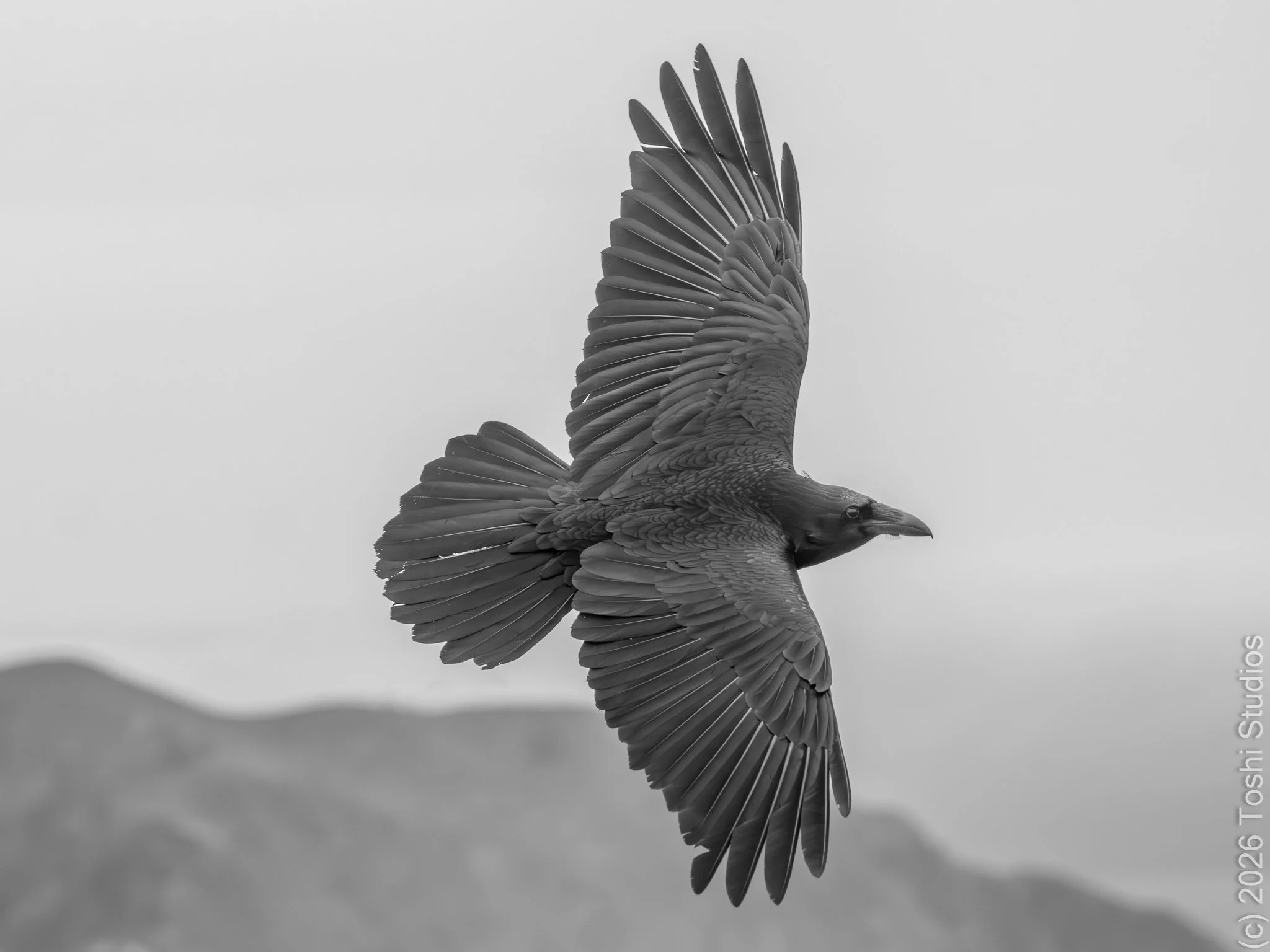 Common Raven flying