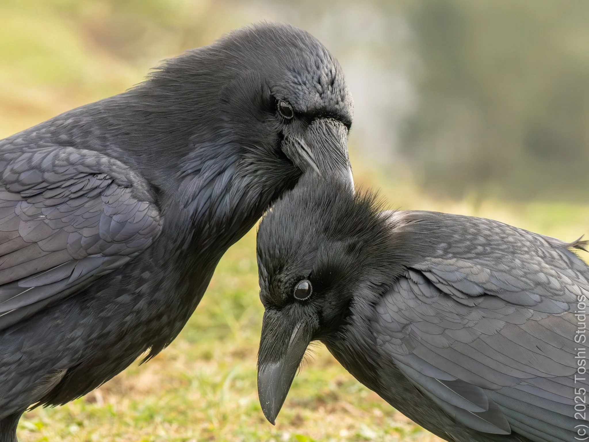 Ravens preening