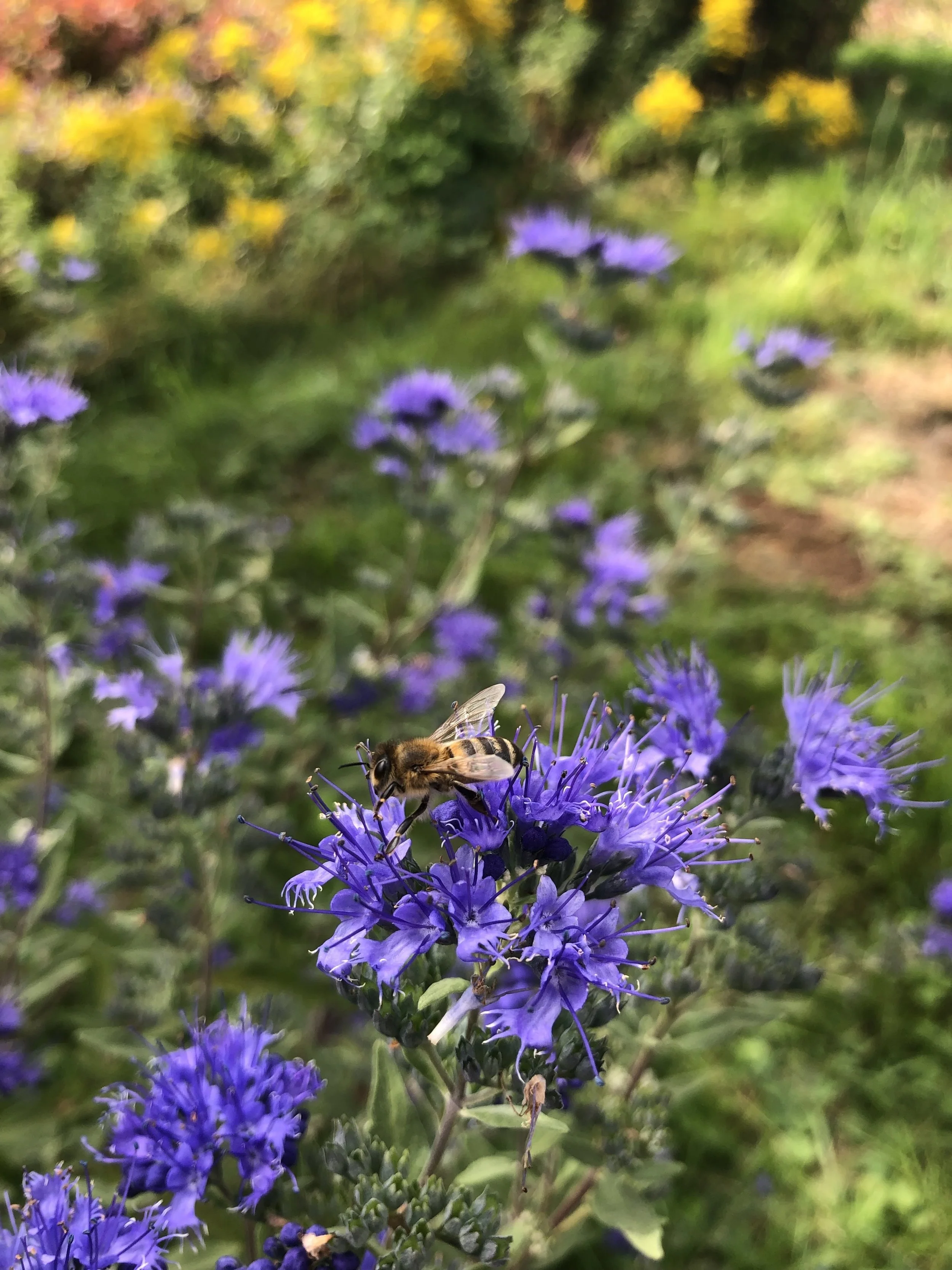Bartblume “Heavenly Blue” (Caryopteris) - erhätlich in der Baumschule Entenmann