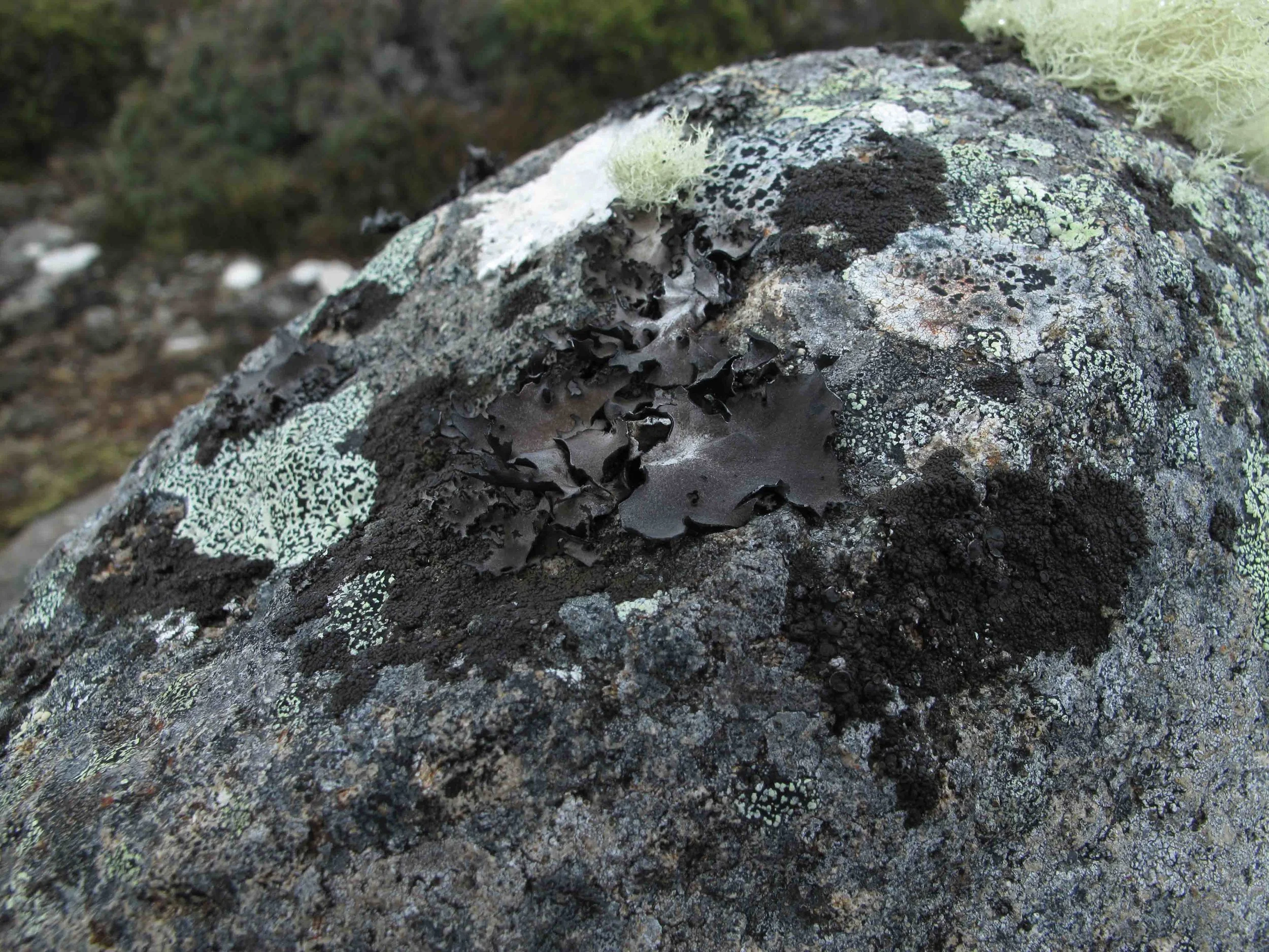 MtWellington_21June2017_1 2.jpg