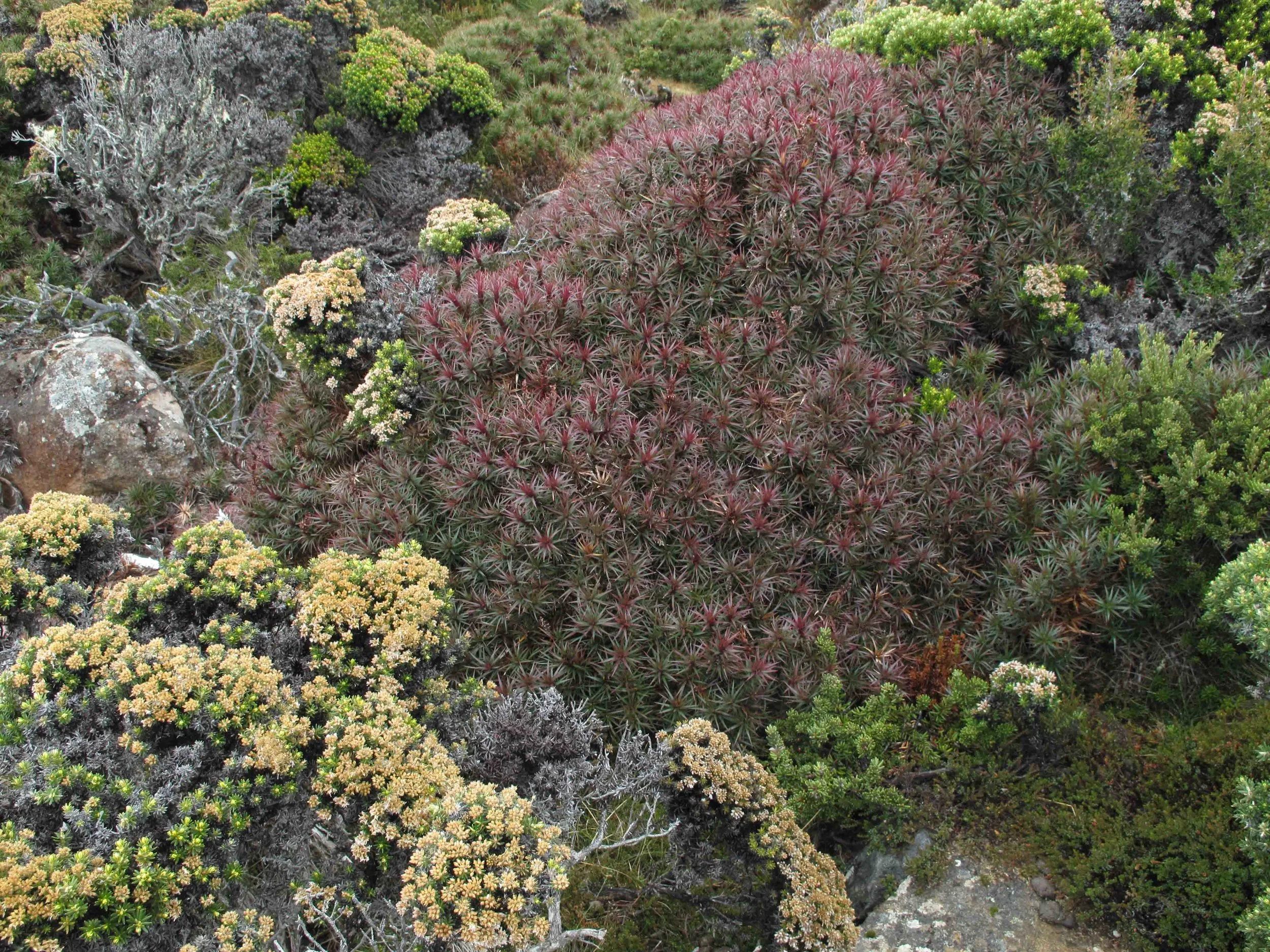 MtWellington_21June2017_3 2.jpg
