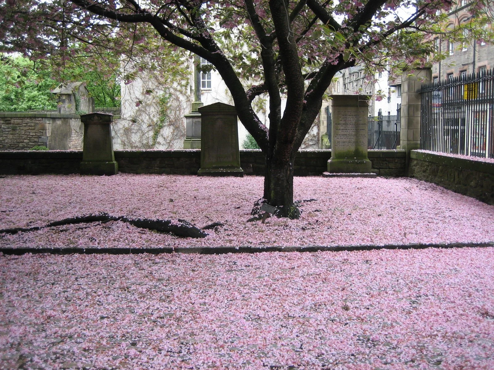 Zoe Veness  Royal Mile Edinburgh 2006.JPG