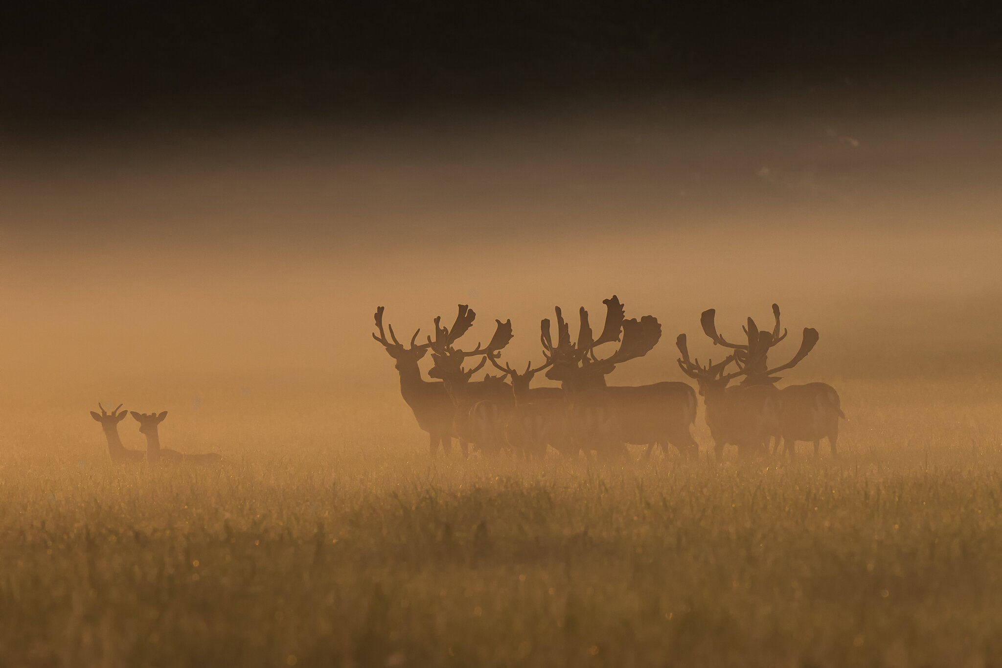 Wake Up Call