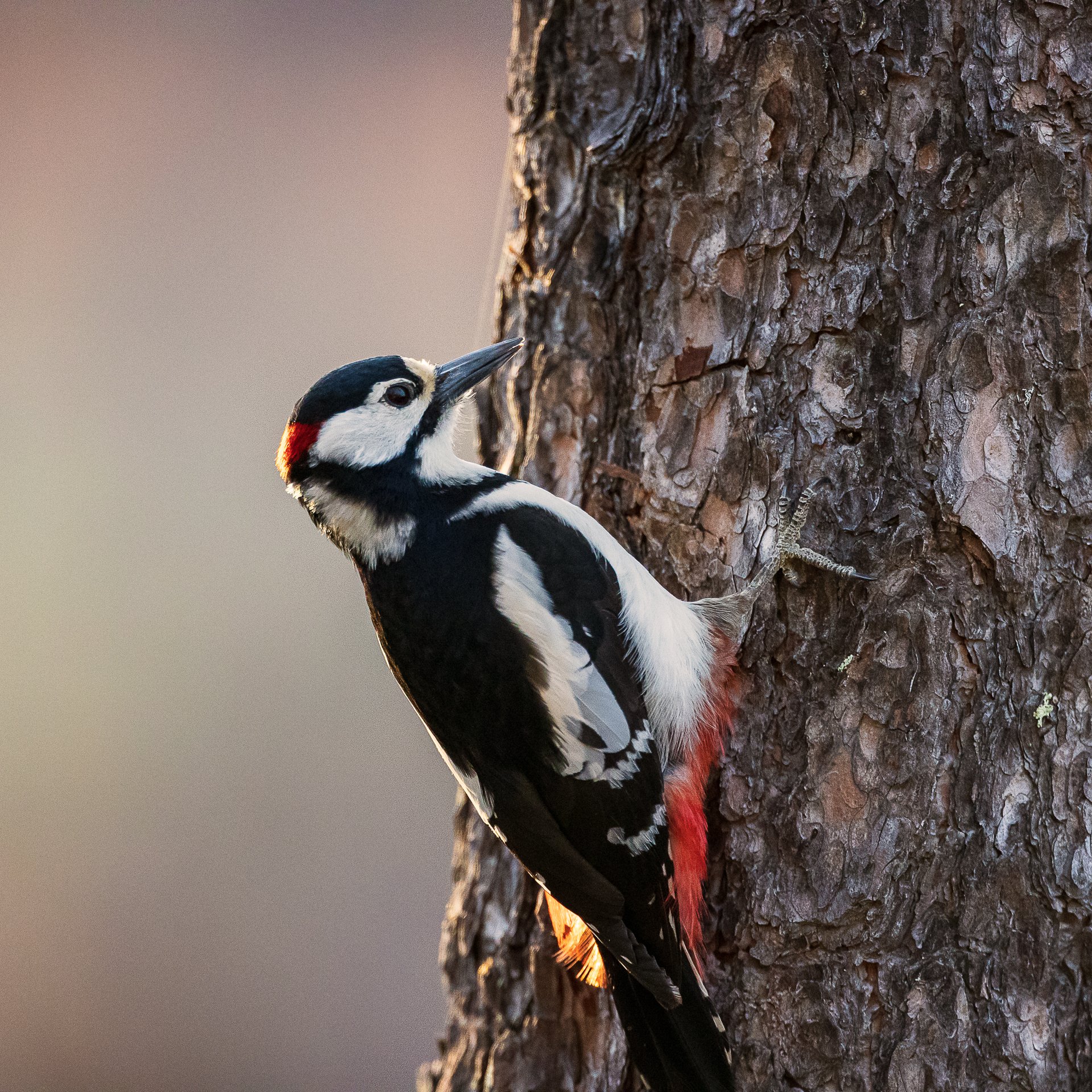 Great spotted woodpecker
