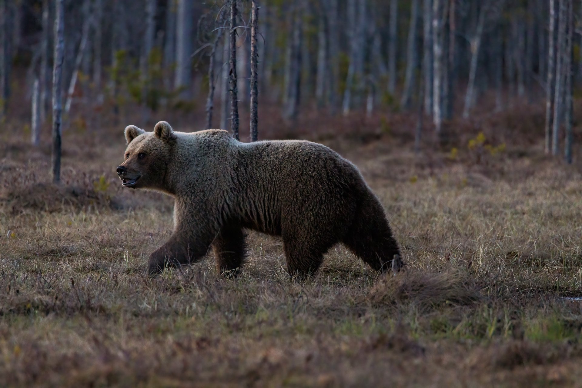 Night bear