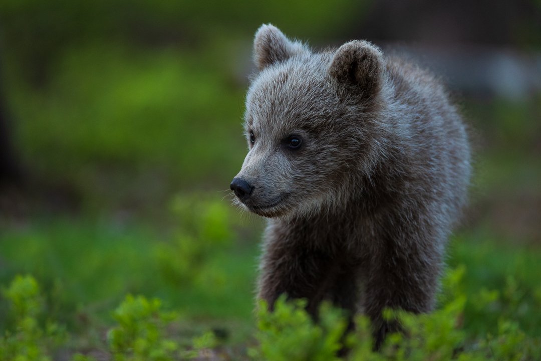 Young Cub