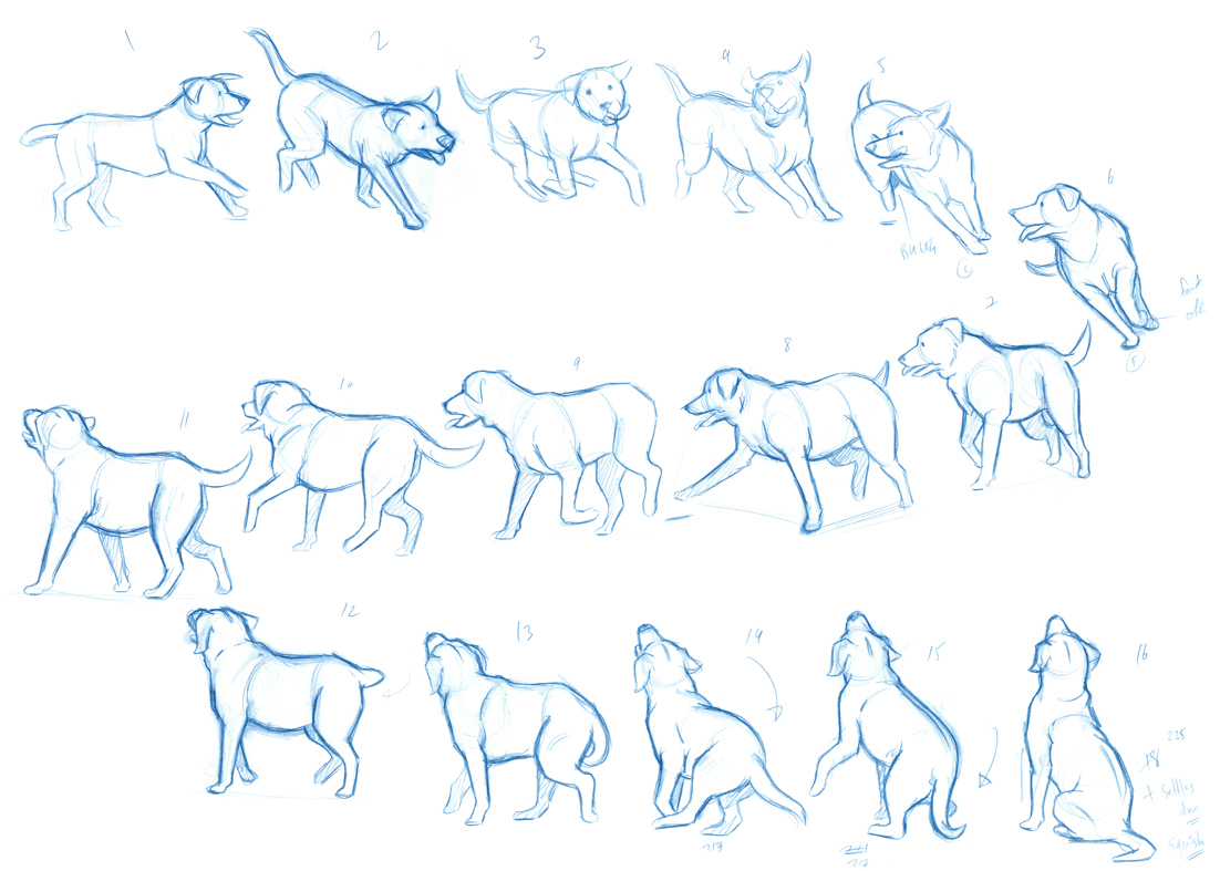 DOG MOVEMENT STUDIES