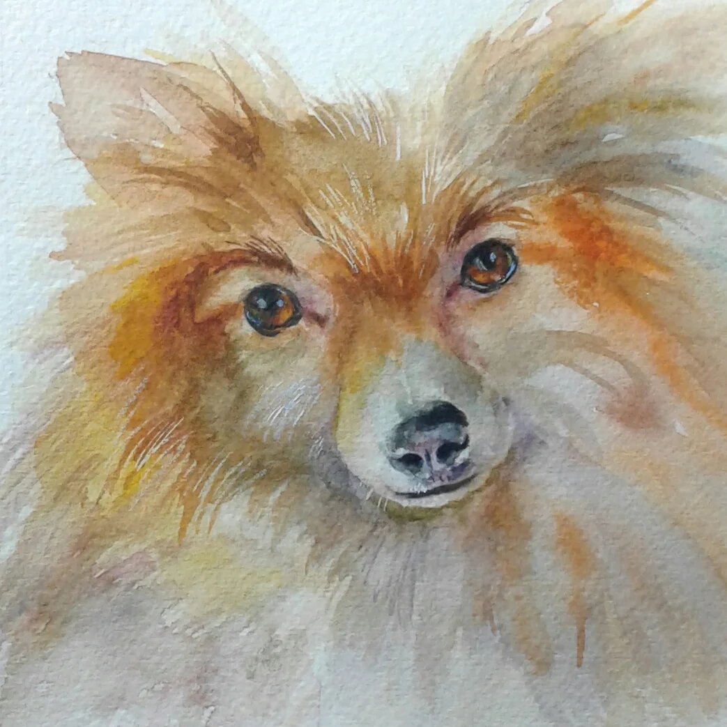 The Pomeranian