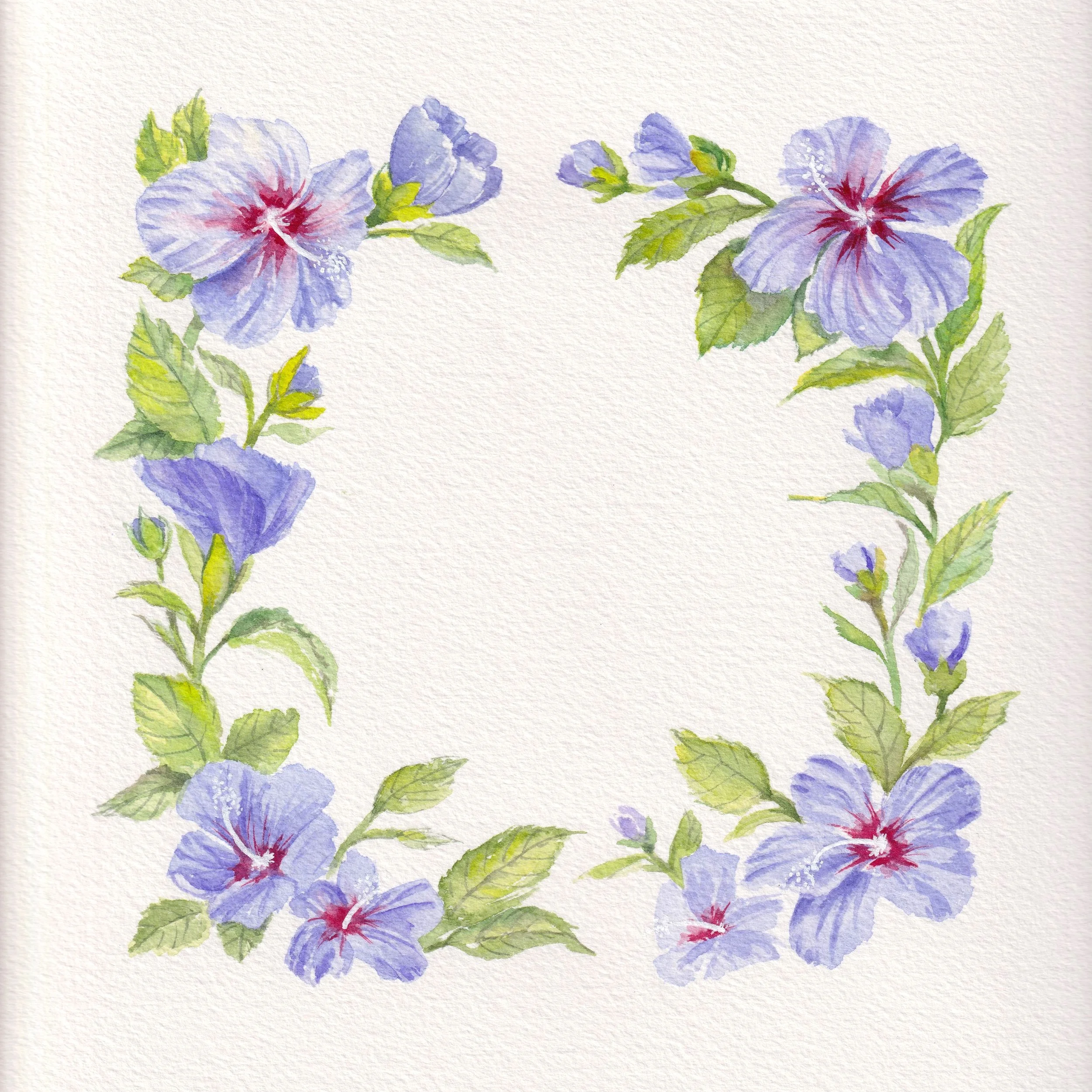Flower Frame of Hibiscus Flowers