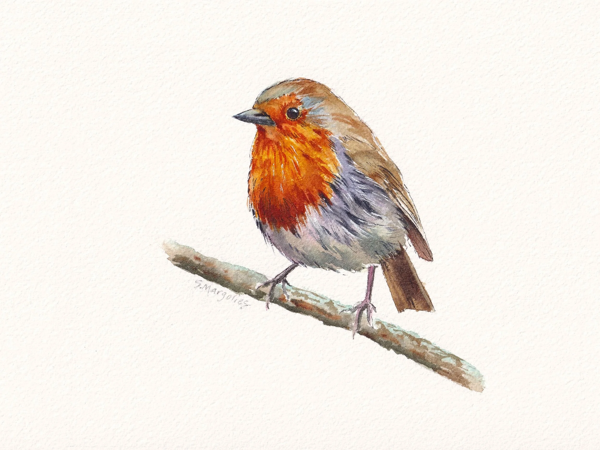 Robin Red Breast