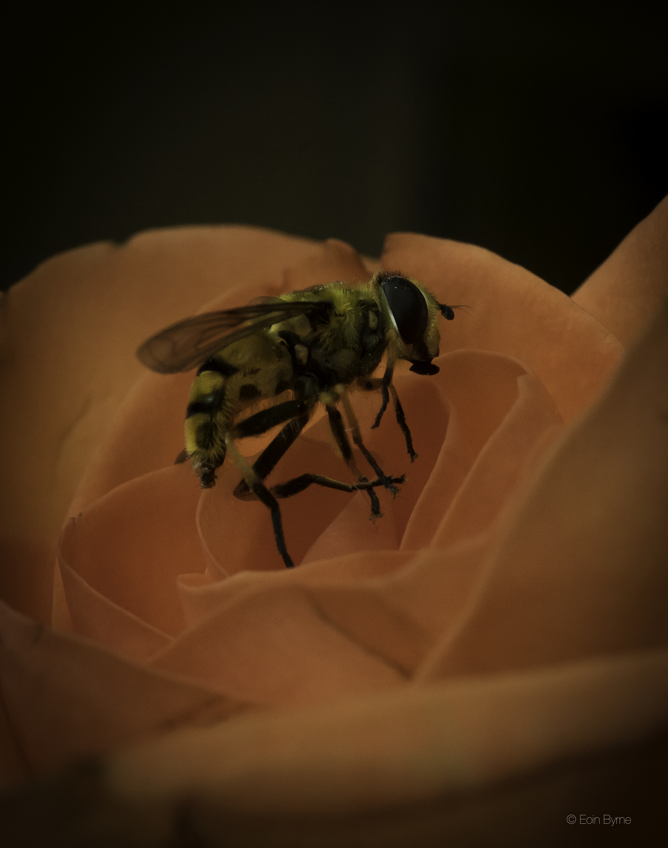 A wasp and a rose 3.jpg