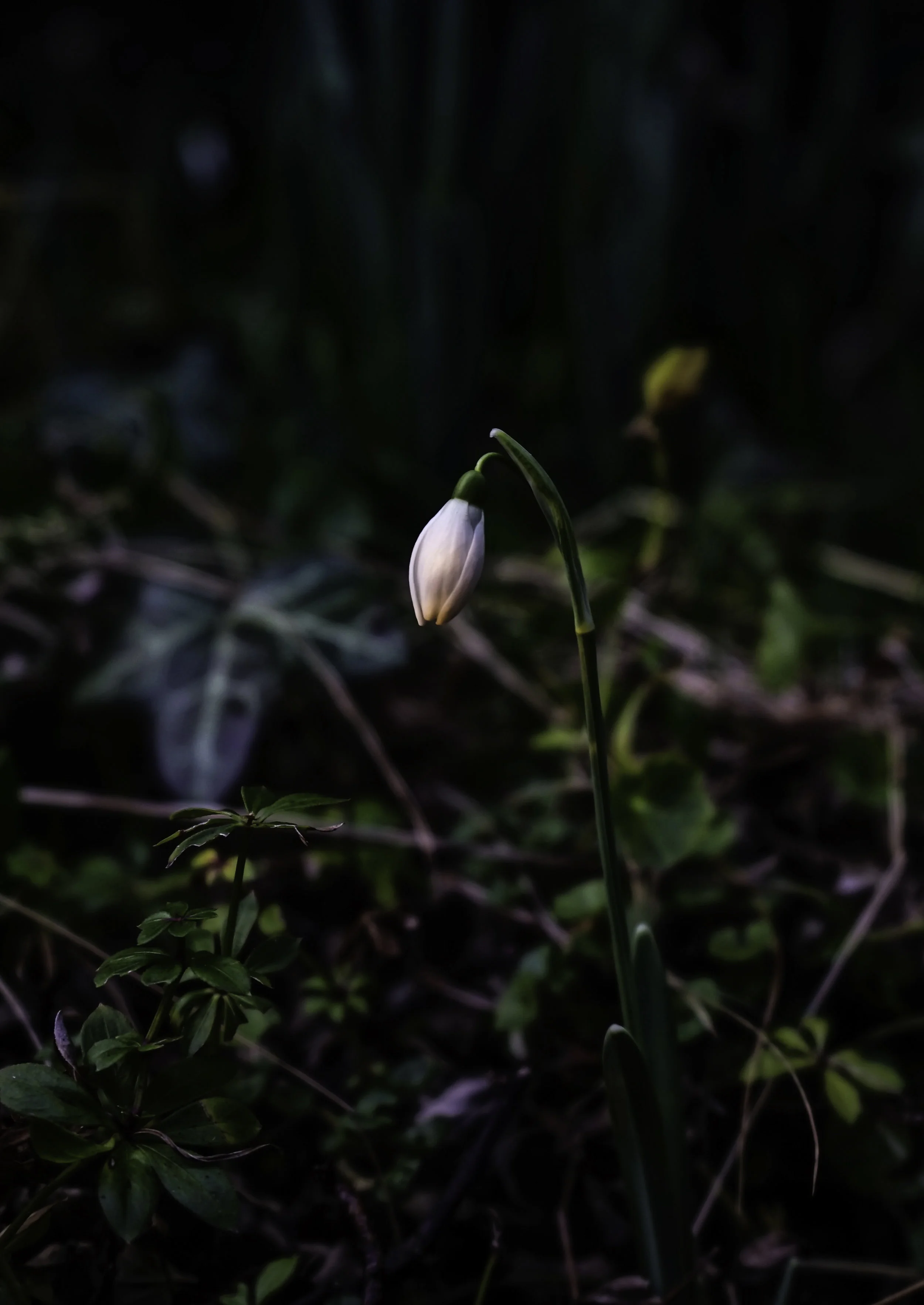first snowdrop.jpg