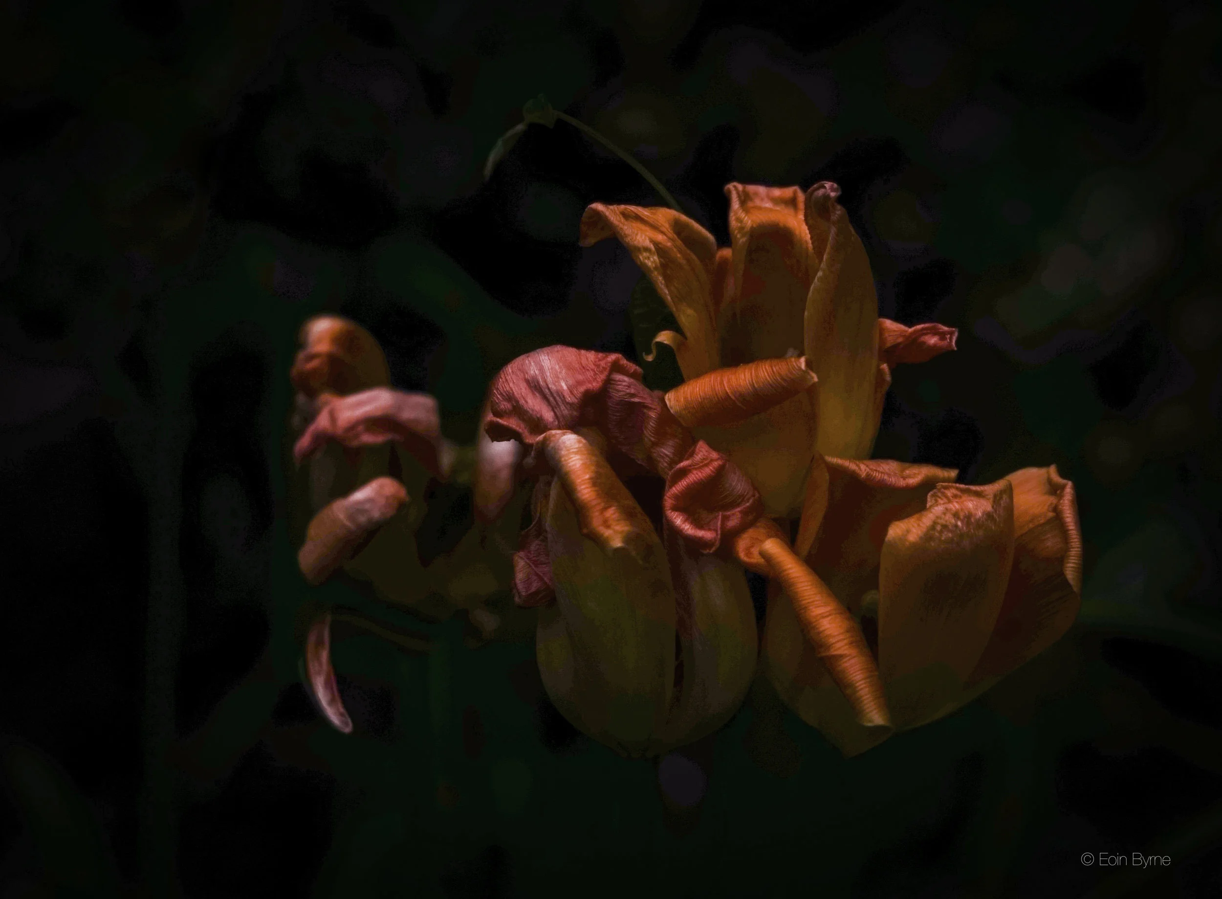3 tulips (red) against b&w 2_.jpg