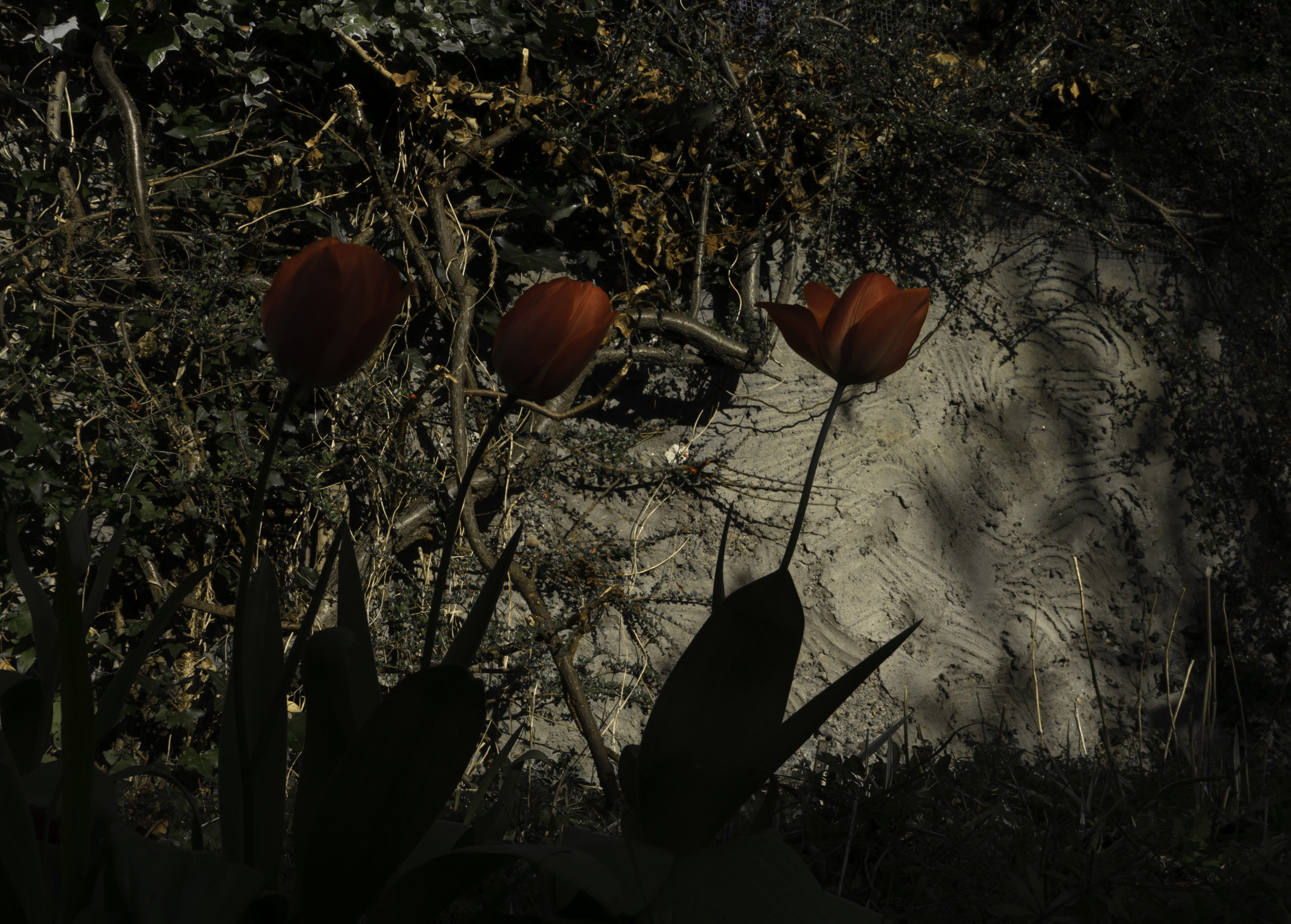 3 red tulips and a wall_.jpg