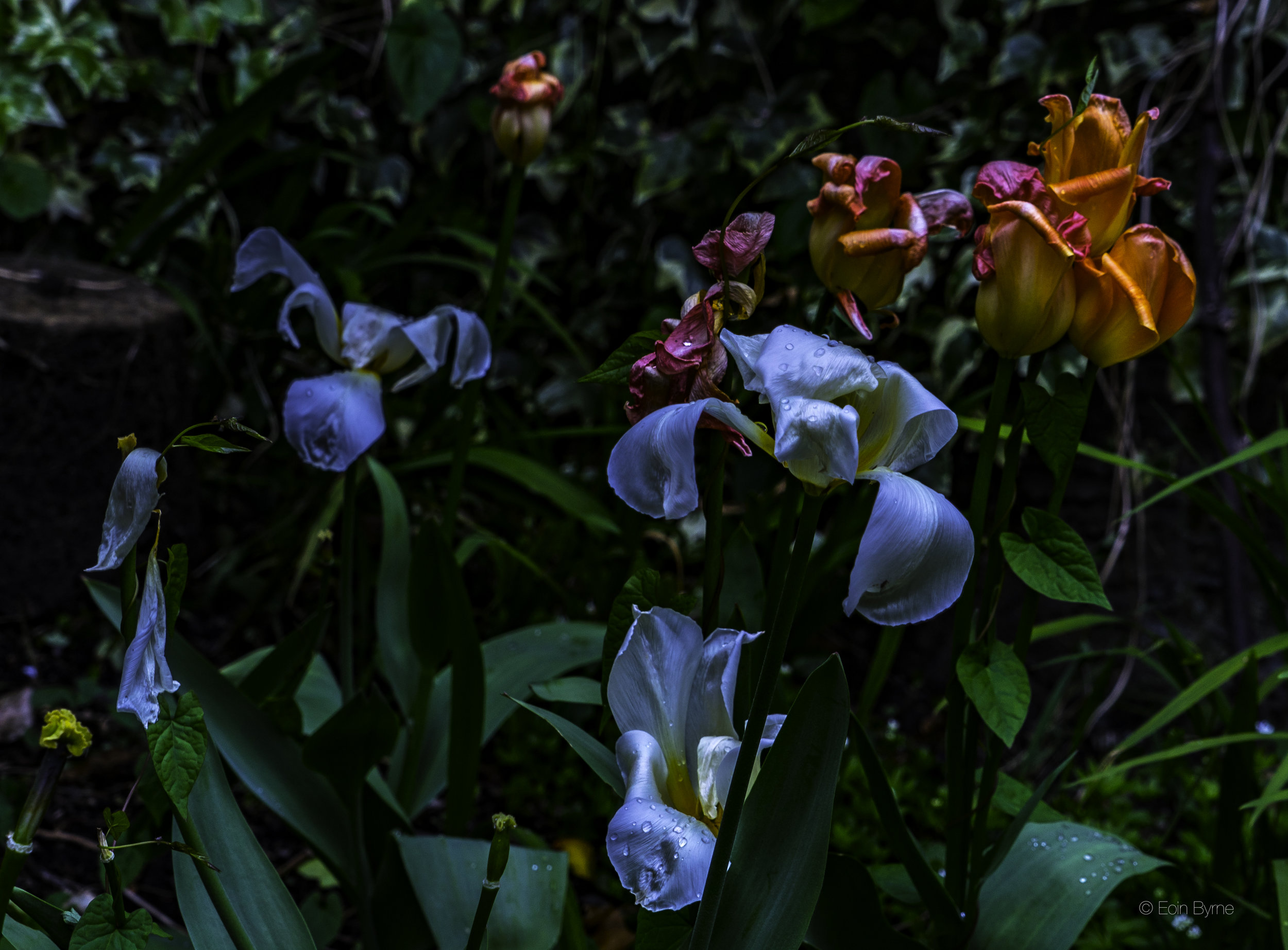 Blown tulips in the dark.jpg