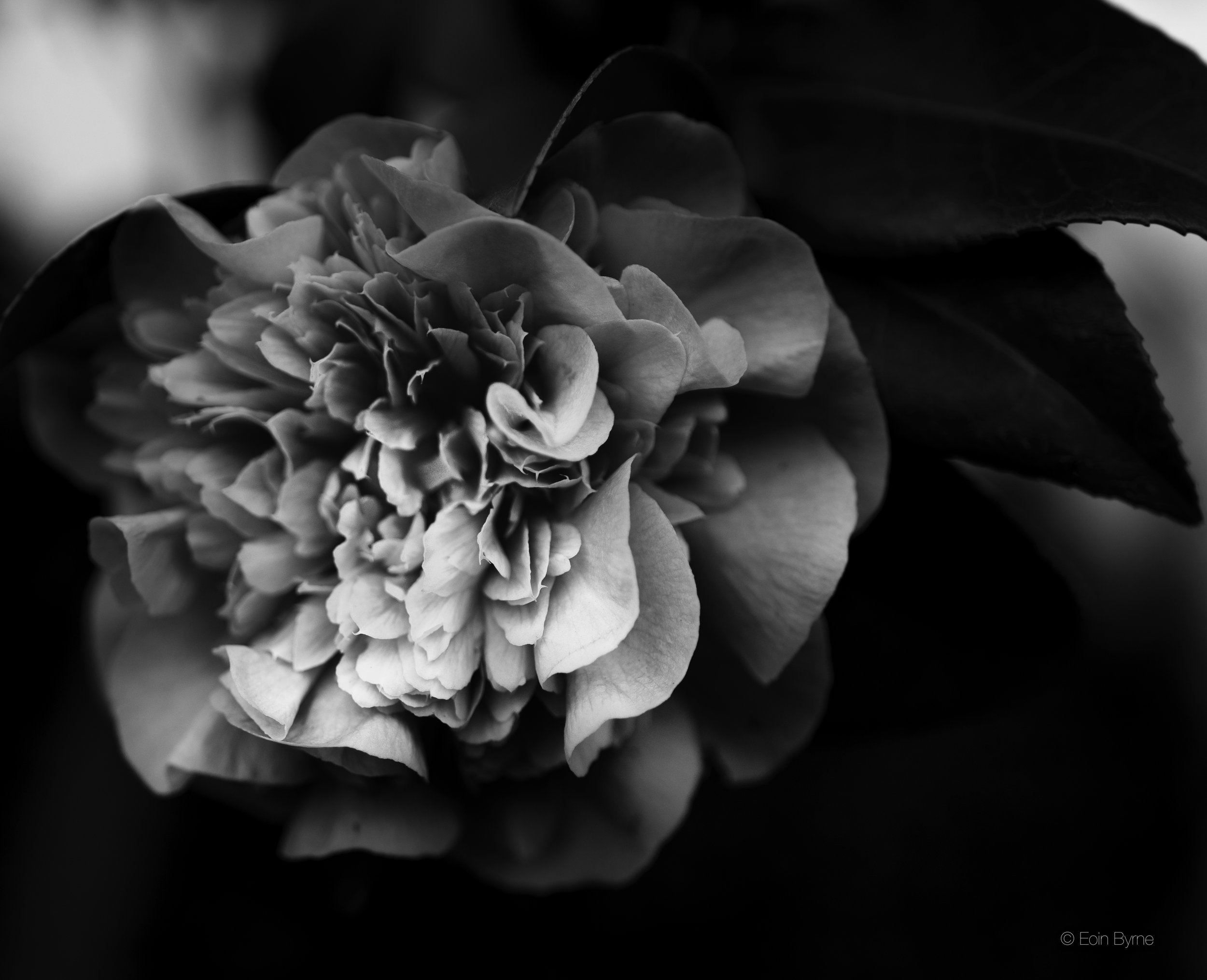 Noir flower.jpg