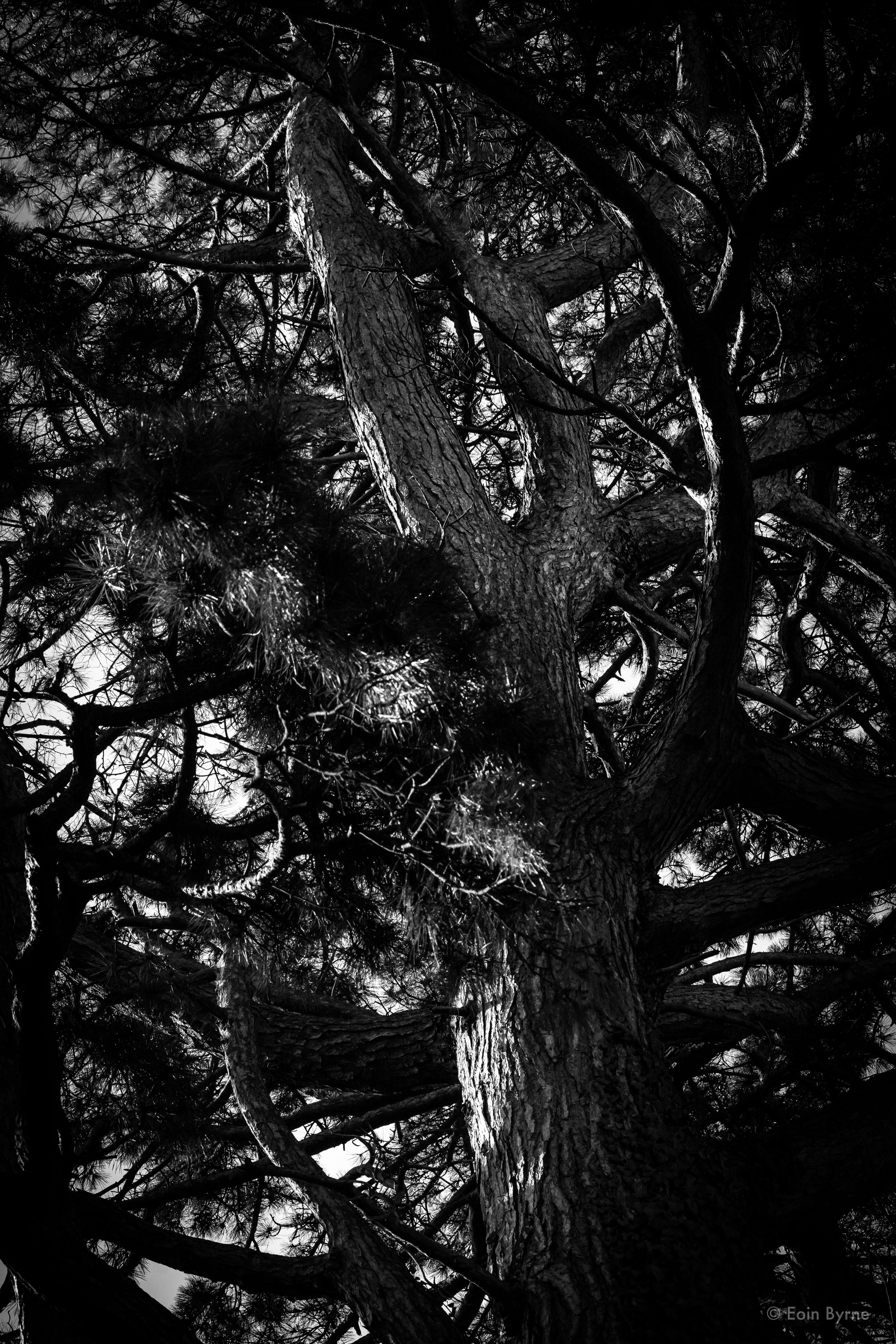 Tree in Palmerston park 1.jpg
