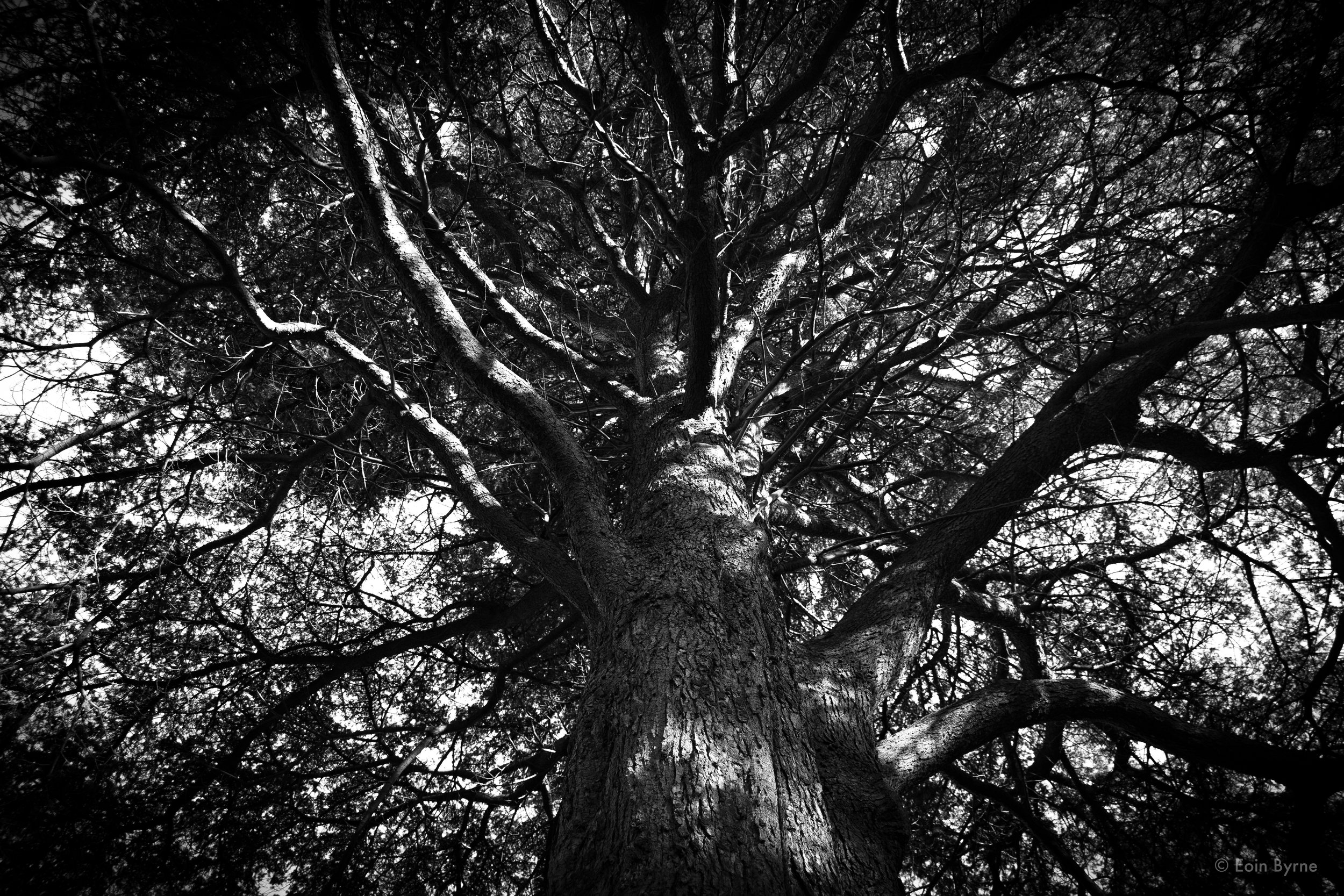 Tree in Palmerston park 2.jpg