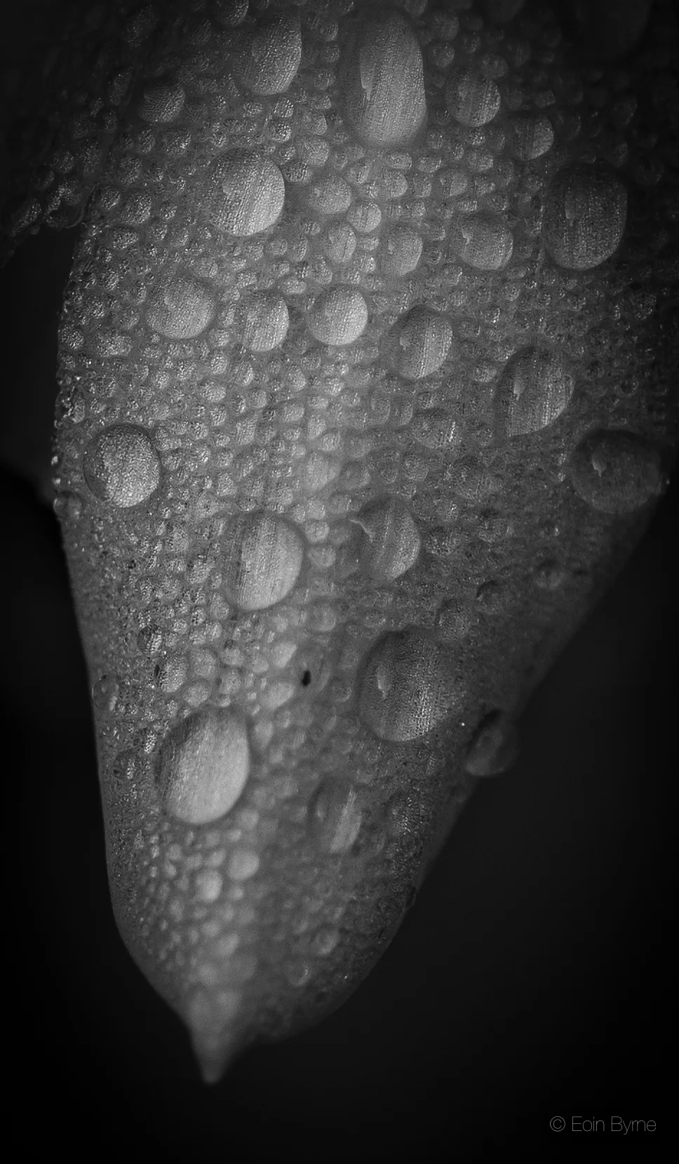 Petal after rain 1.jpg